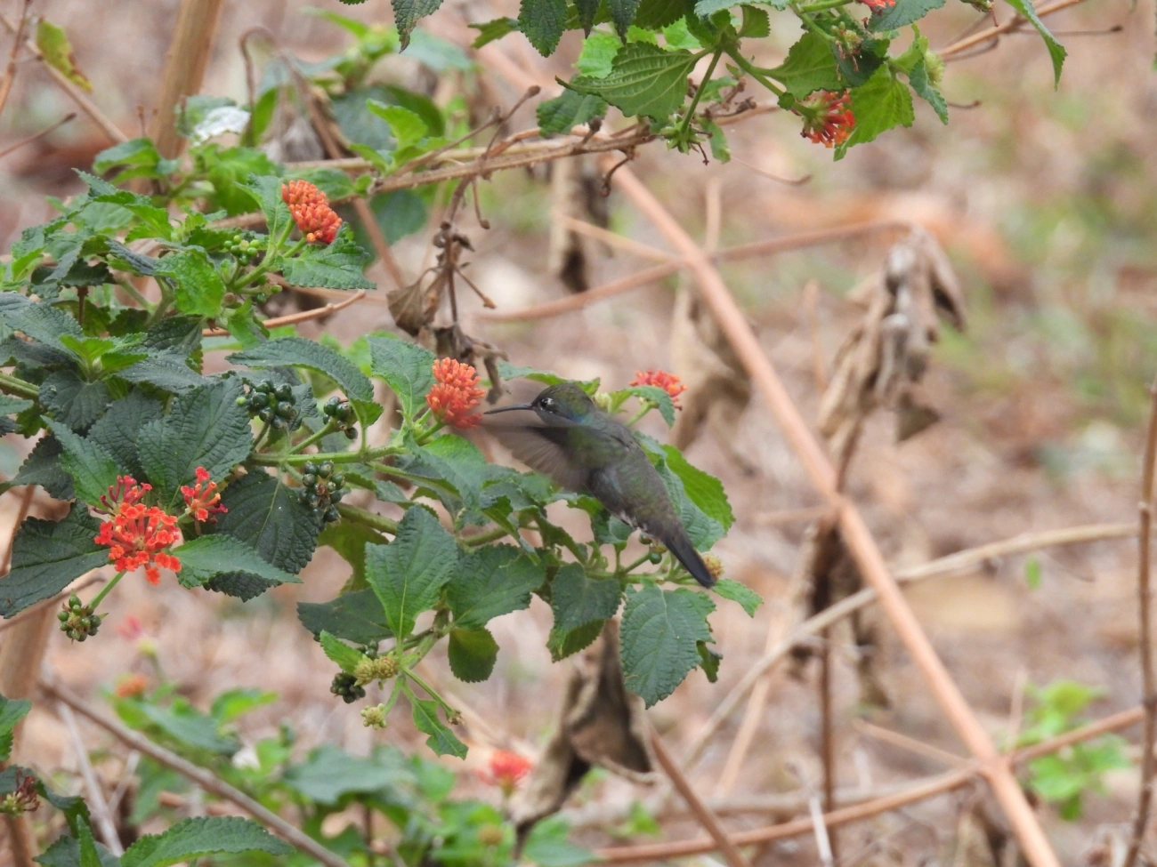 Beija-flor-de-peito-azul (Chionomesa lactea), aves, fotografado em Itamonte