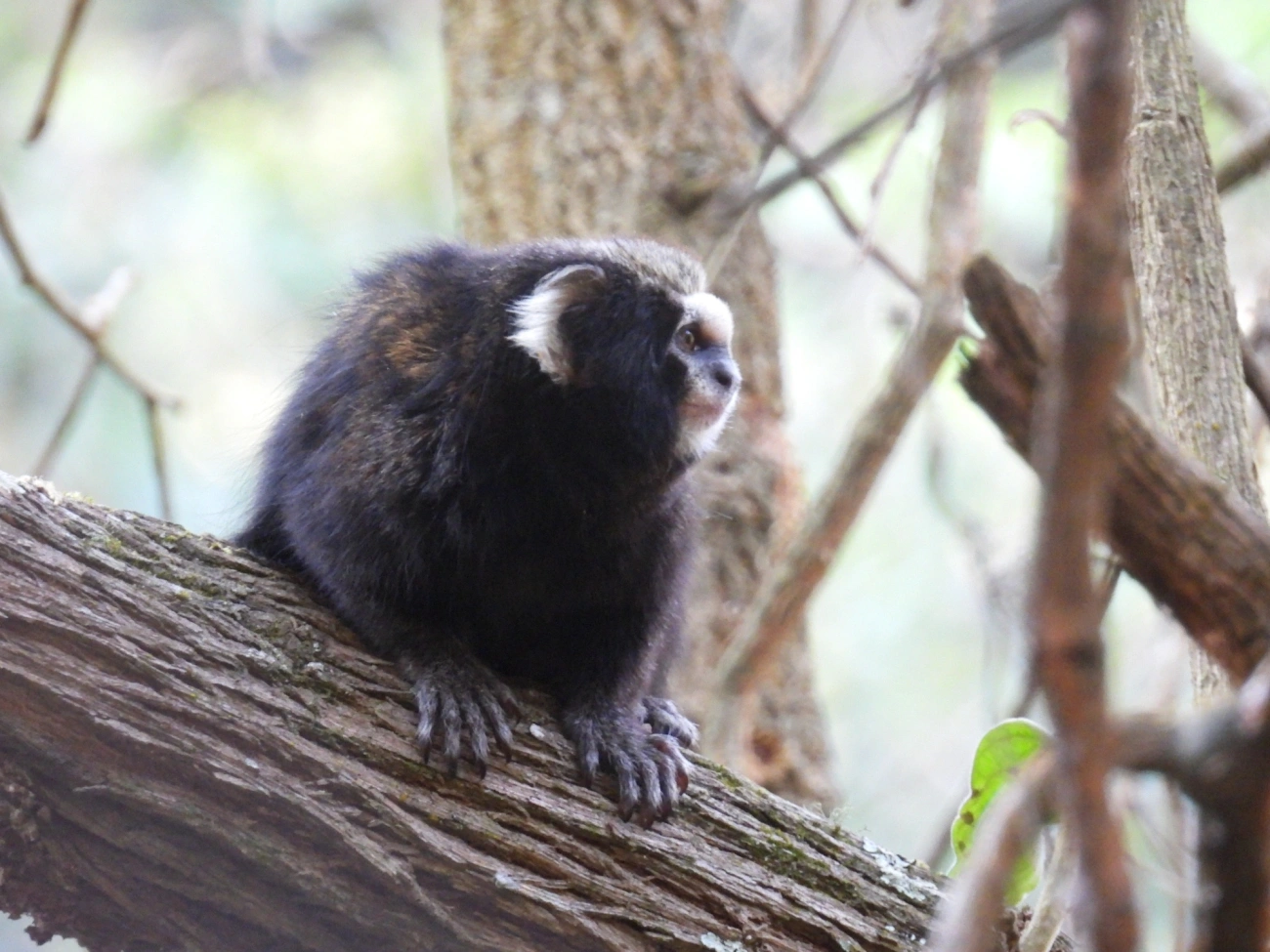 Sagui-da-serra-escuro (Callithrix aurita), mamíferos, fotografado em São Sebastião