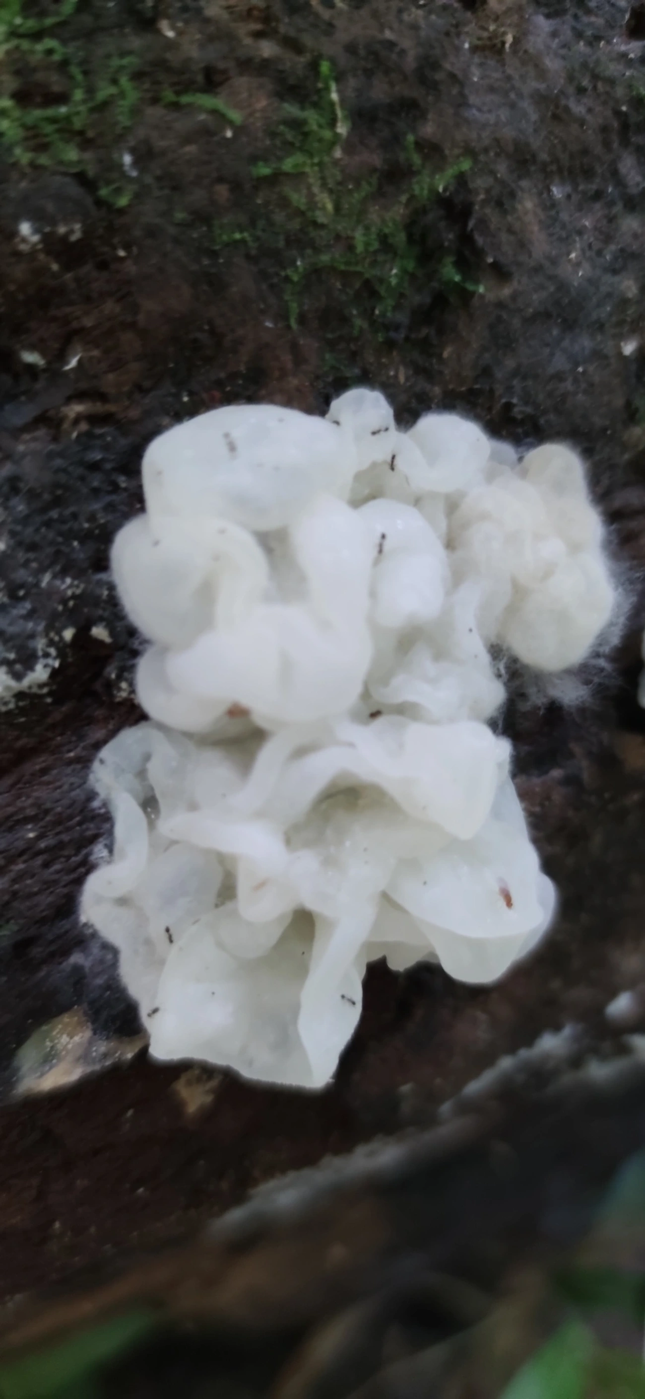 Protohydnum pululahuanum, fungos, fotografado em Maresias, São Sebastião