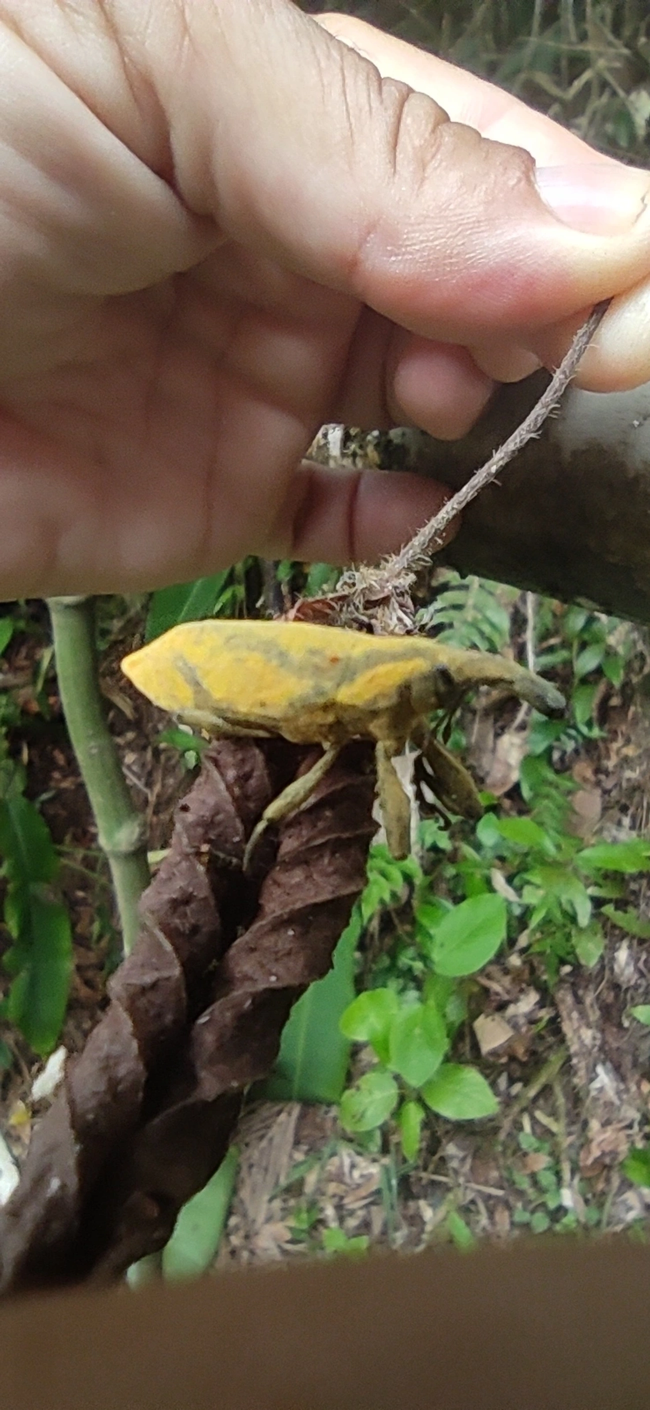 Lixus, insetos, fotografado em Maresias, São Sebastião
