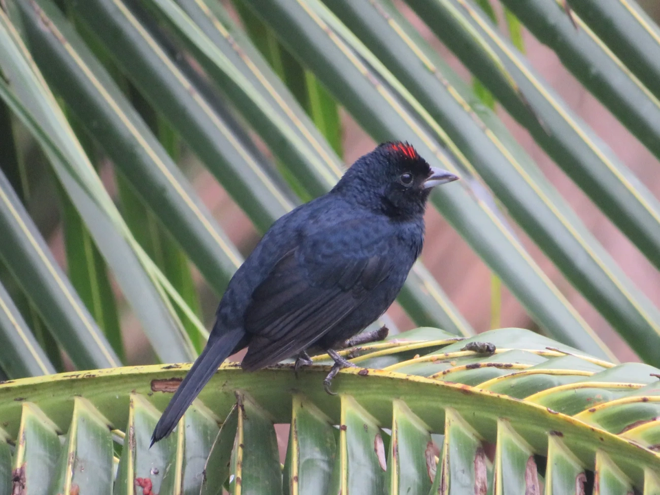 Tiê-preto (Tachyphonus coronatus), aves, fotografado em Maresias, São Sebastião