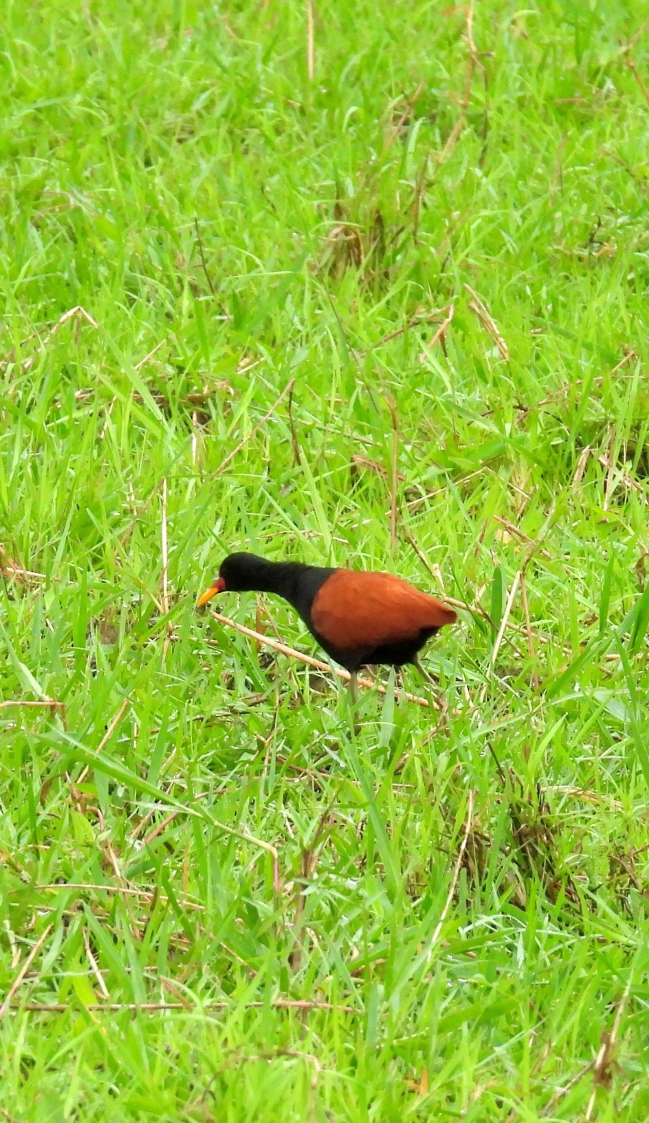Jaçanã (Jacana jacana), aves, fotografado em Santa Isabel