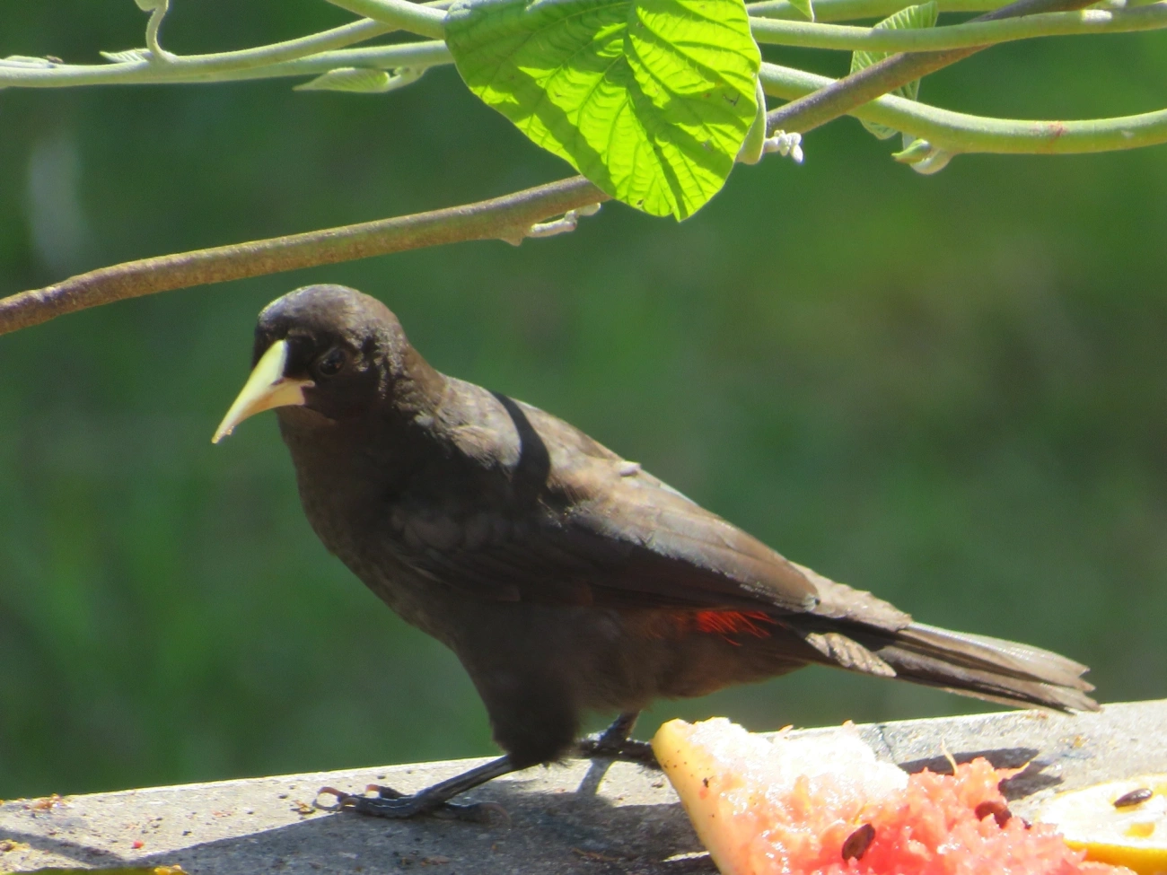 Guaxe (Cacicus haemorrhous), aves, fotografado em Maresias, São Sebastião