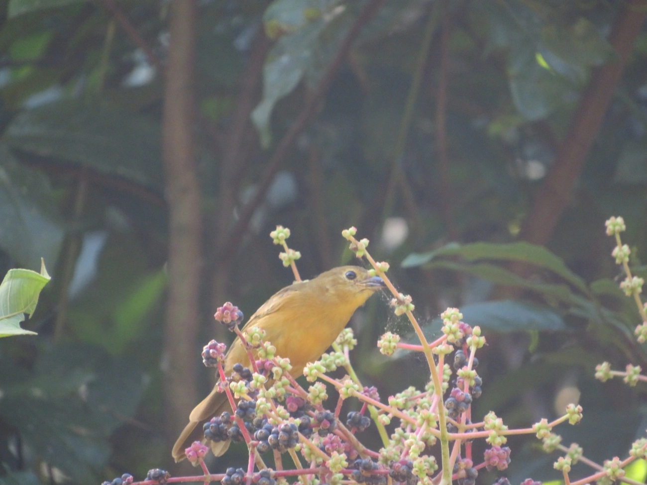 Tiê-galo (Loriotus cristatus), aves, fotografado em Maresias, São Sebastião