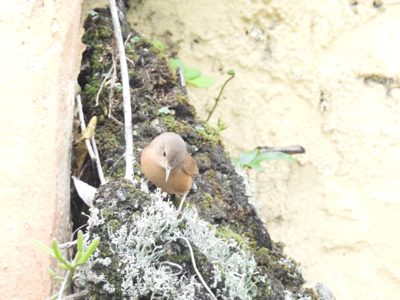 Corruíra (Troglodytes musculus), aves, fotografado em Perequê, Ilhabela