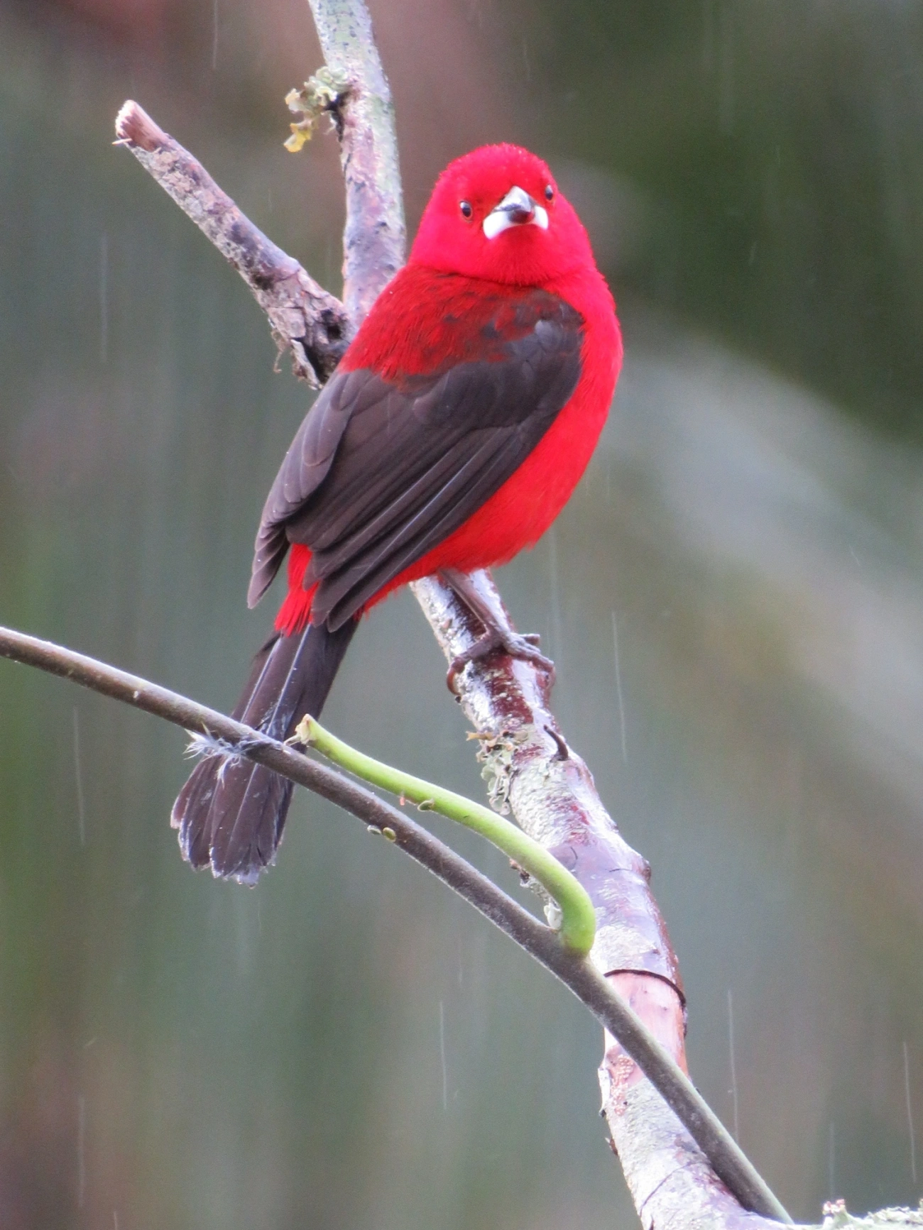 Tiê-sangue (Ramphocelus bresilius), aves, fotografado em Maresias, São Sebastião