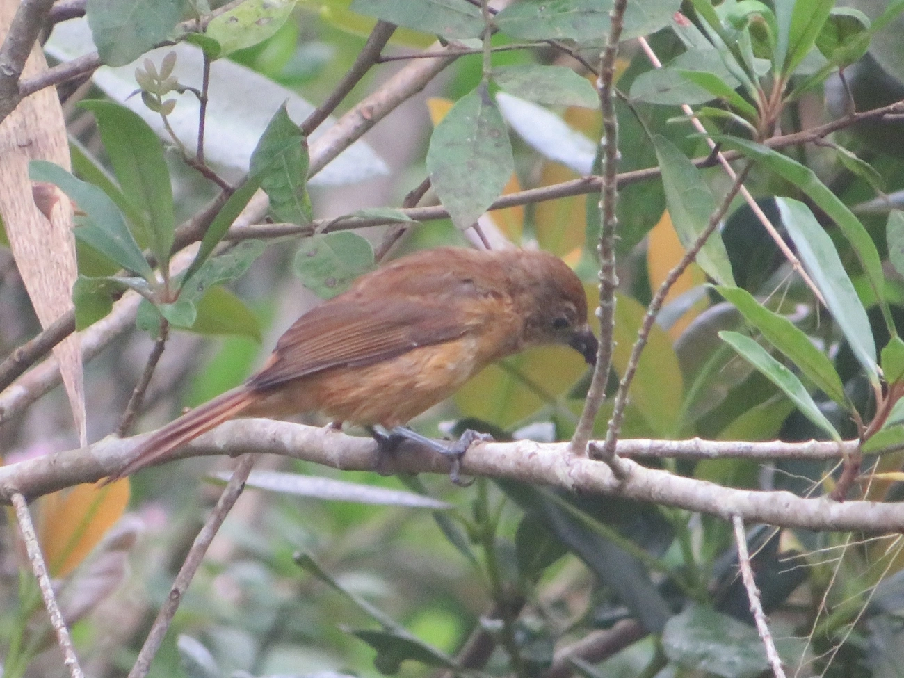 Tiê-galo (Loriotus cristatus), aves, fotografado em Maresias, São Sebastião