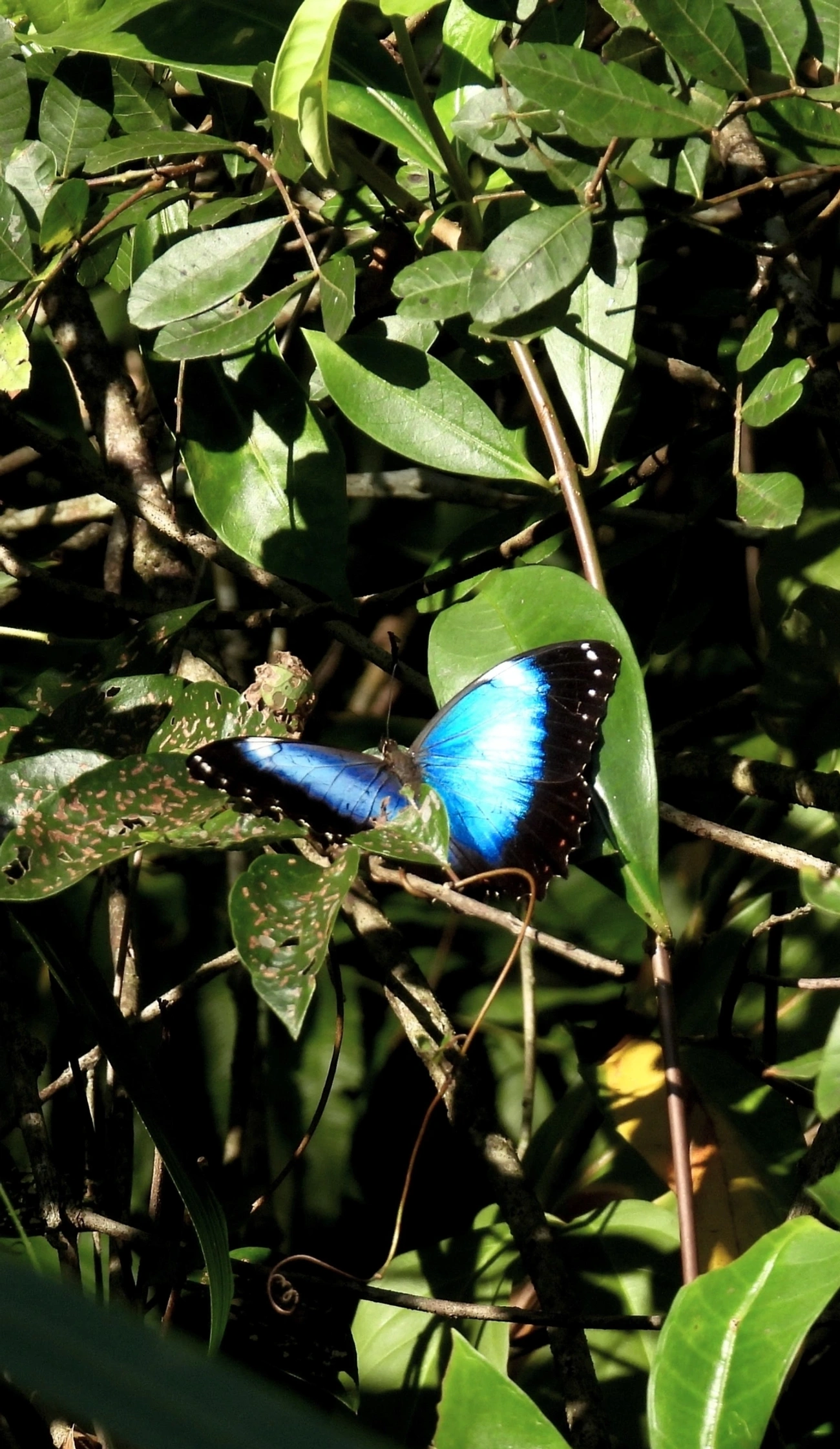 Borboletas-azuis (Morpho), insetos, fotografado em Maresias, São Sebastião