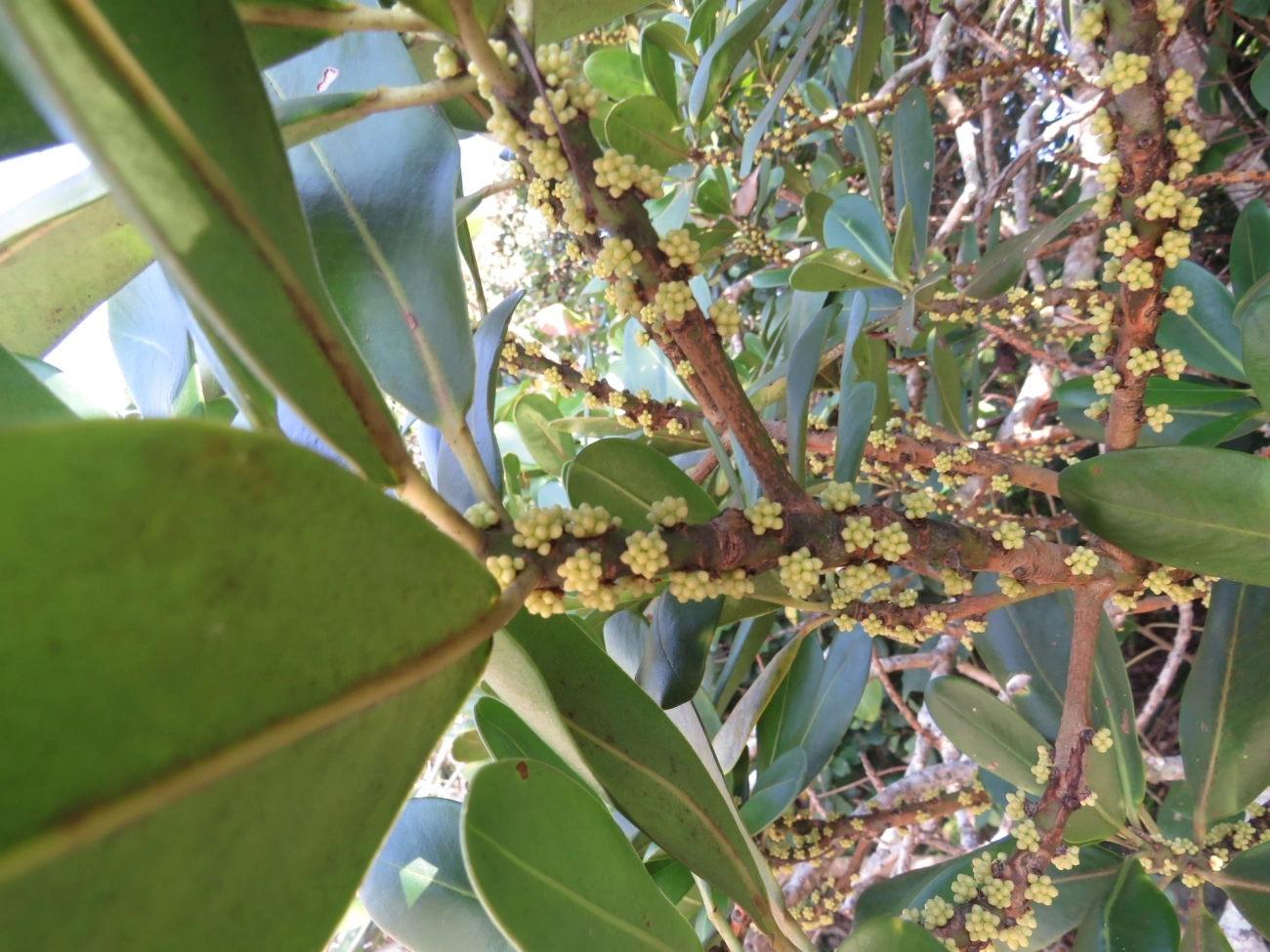 Capororoca (Myrsine umbellata), plantas, fotografado em Maresias, São Sebastião