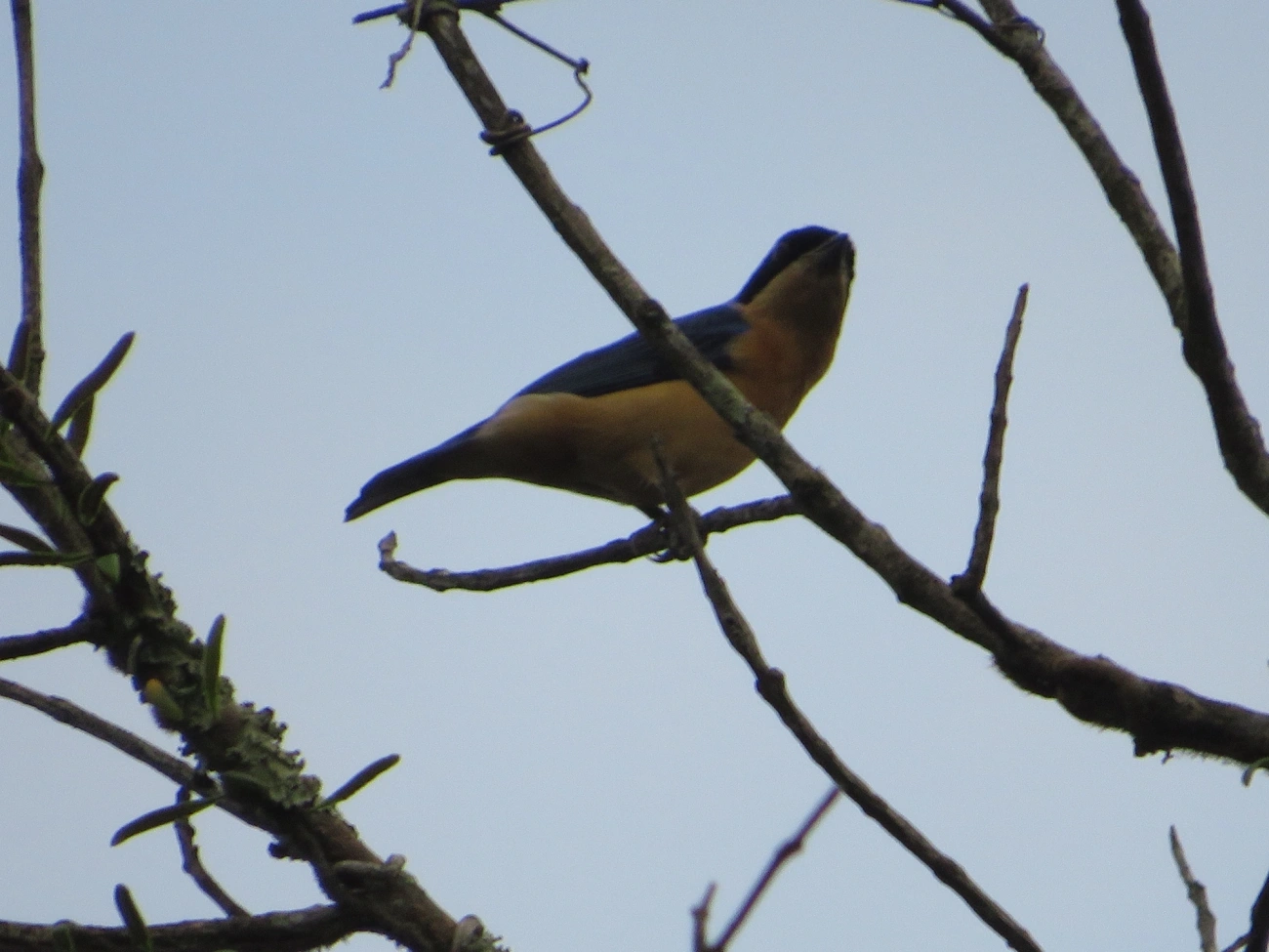 Saíra-Viúva (Pipraeidea melanonota), aves, fotografado em Maresias, São Sebastião