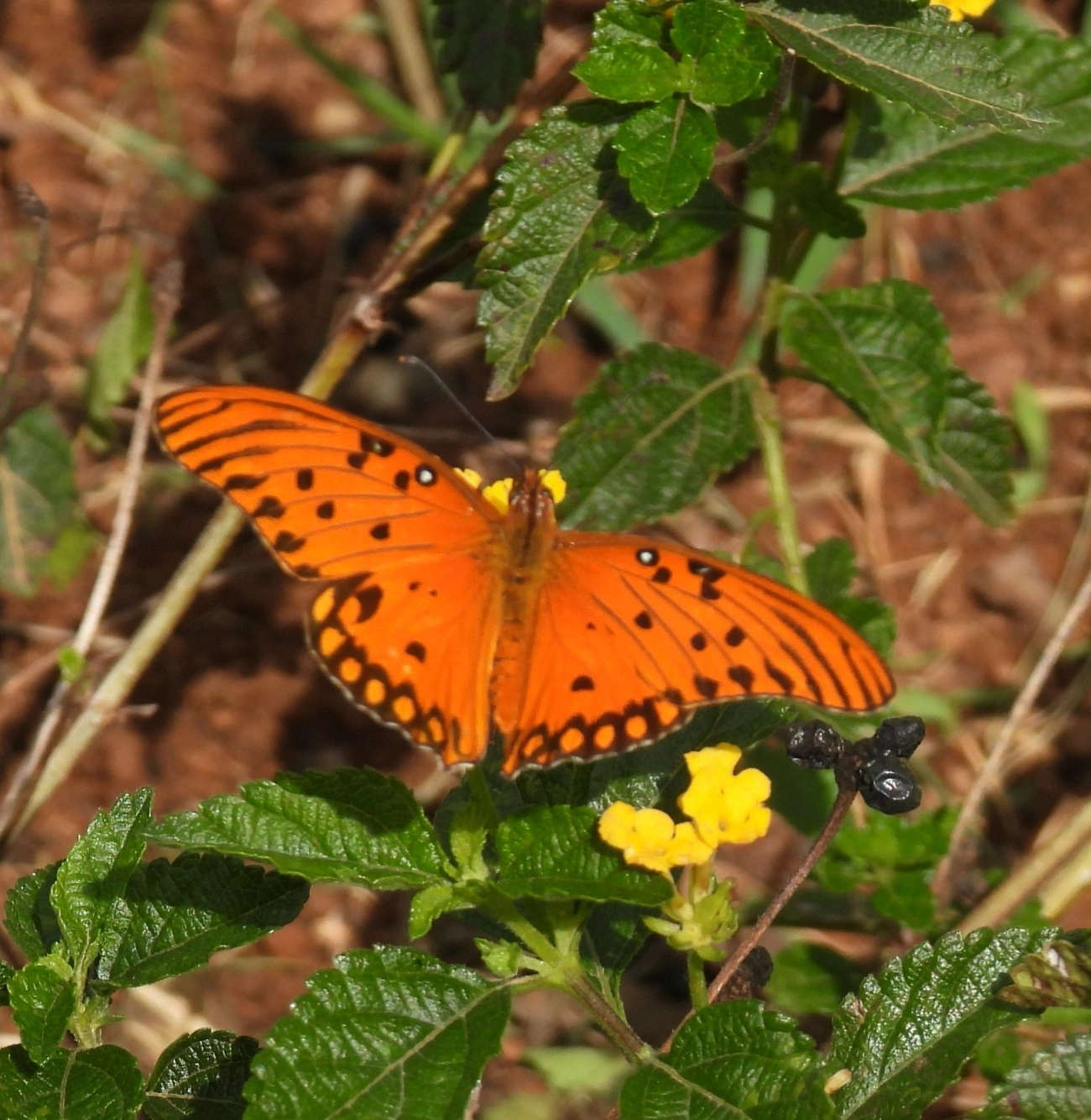 Borboleta-paixão (Dione vanillae), insetos, fotografado em Bragança Paulista