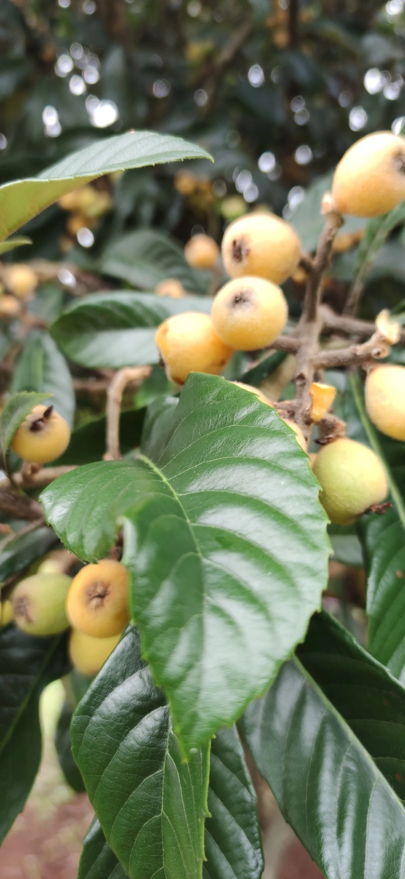 Nêspera (Eriobotrya japonica), plantas, fotografado em Vila Antonina, São Paulo