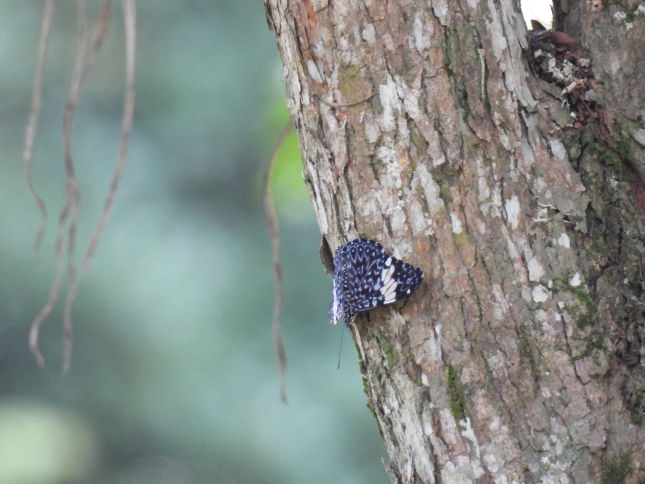 Assenta-pau (Hamadryas amphinome), insetos, fotografado em Cabreúva