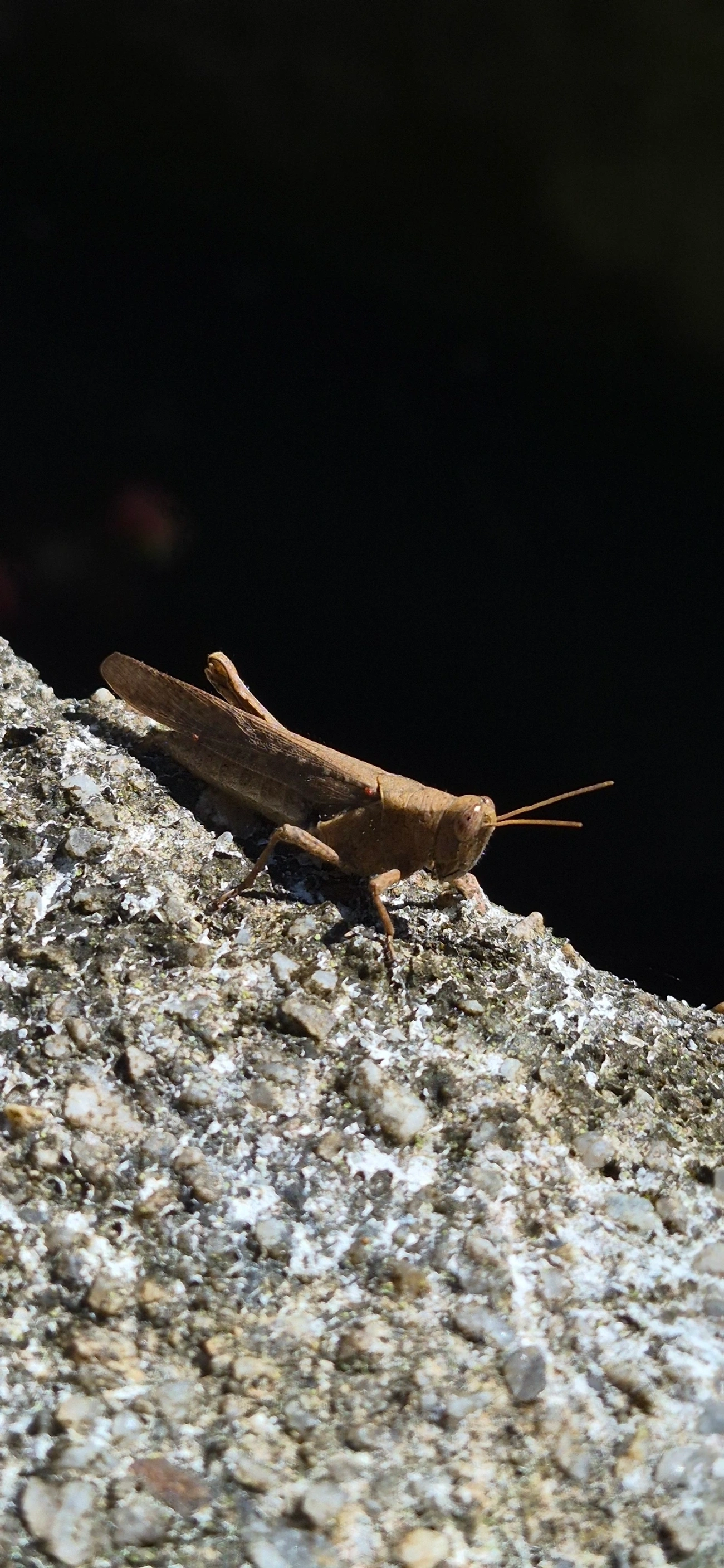 Abracris flavolineata, insetos, fotografado em Cananéia