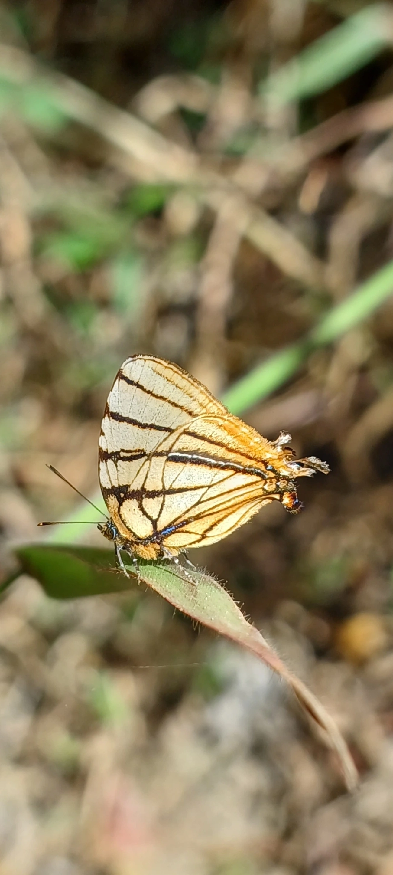 Arawacus meliboeus, insetos, fotografado em Cunha