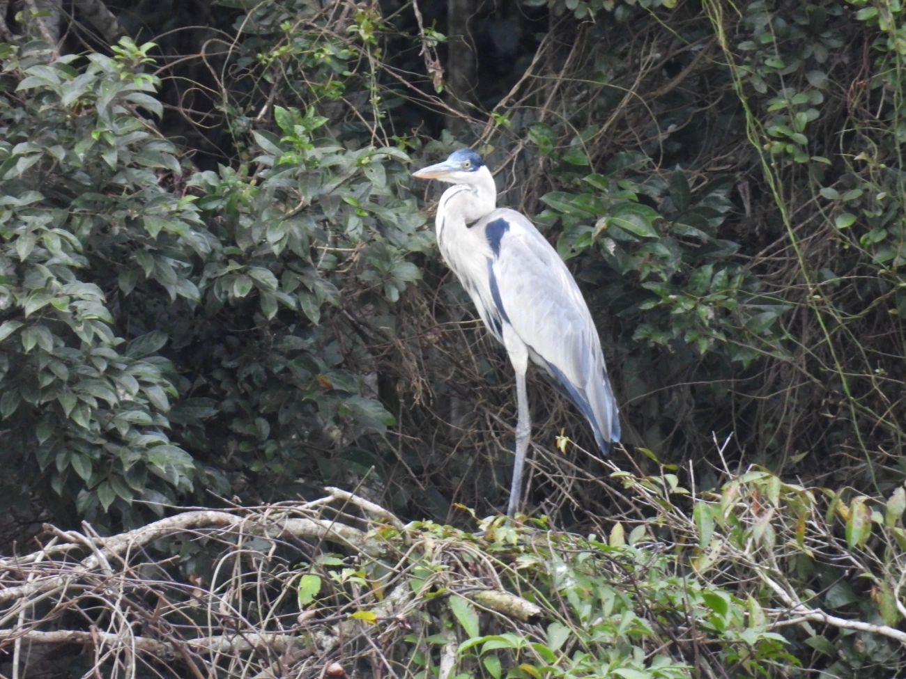 Garça-moura (Ardea cocoi), aves, fotografado em Santa Isabel