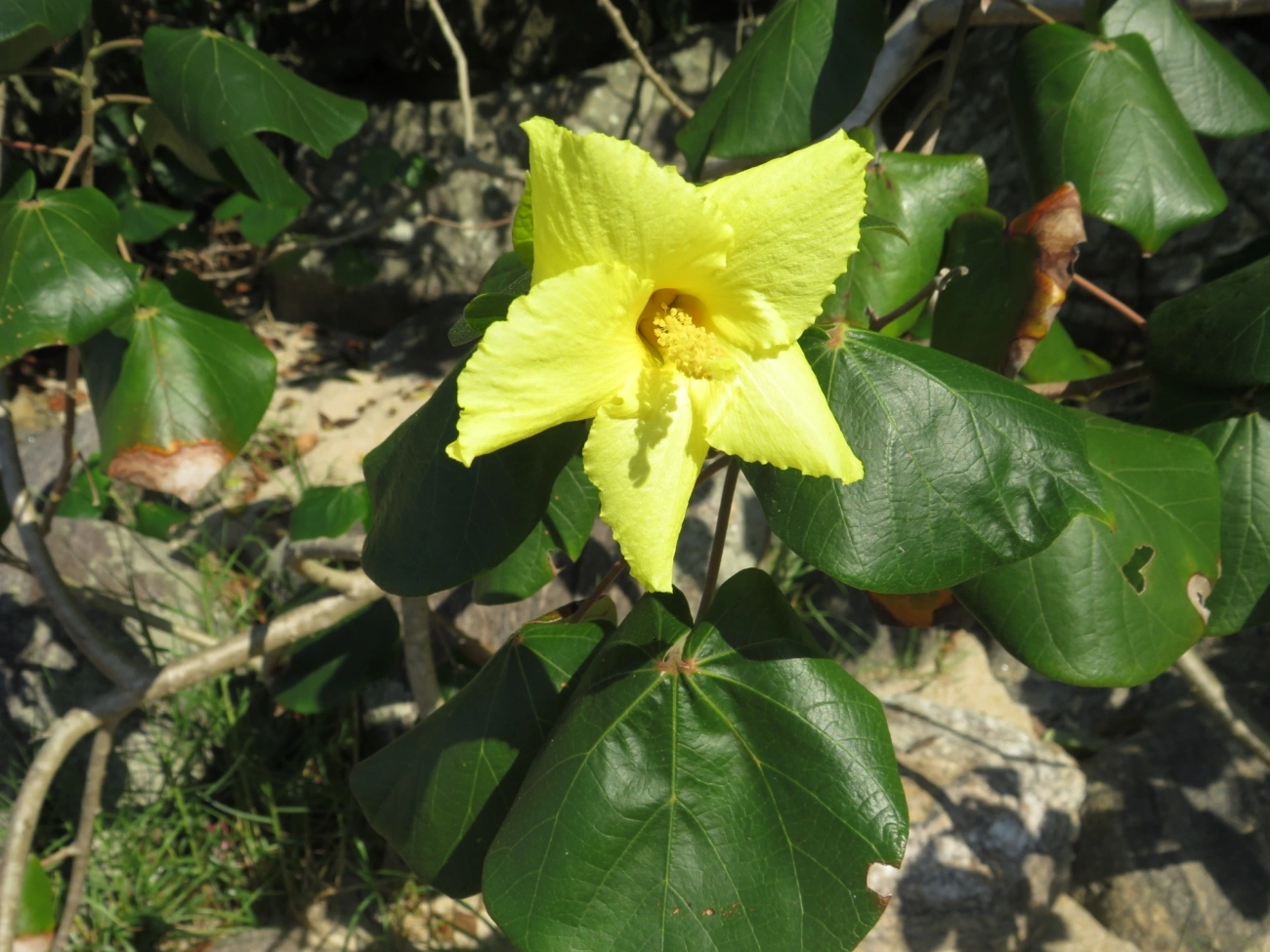 Algodoeiro-da-praia (Hibiscus tiliaceus), plantas, fotografado em Maresias, São Sebastião