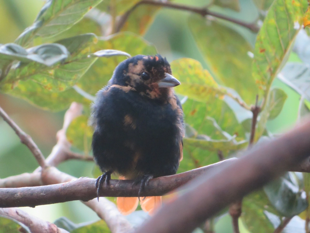 Tiê-preto (Tachyphonus coronatus), aves, fotografado em Maresias, São Sebastião