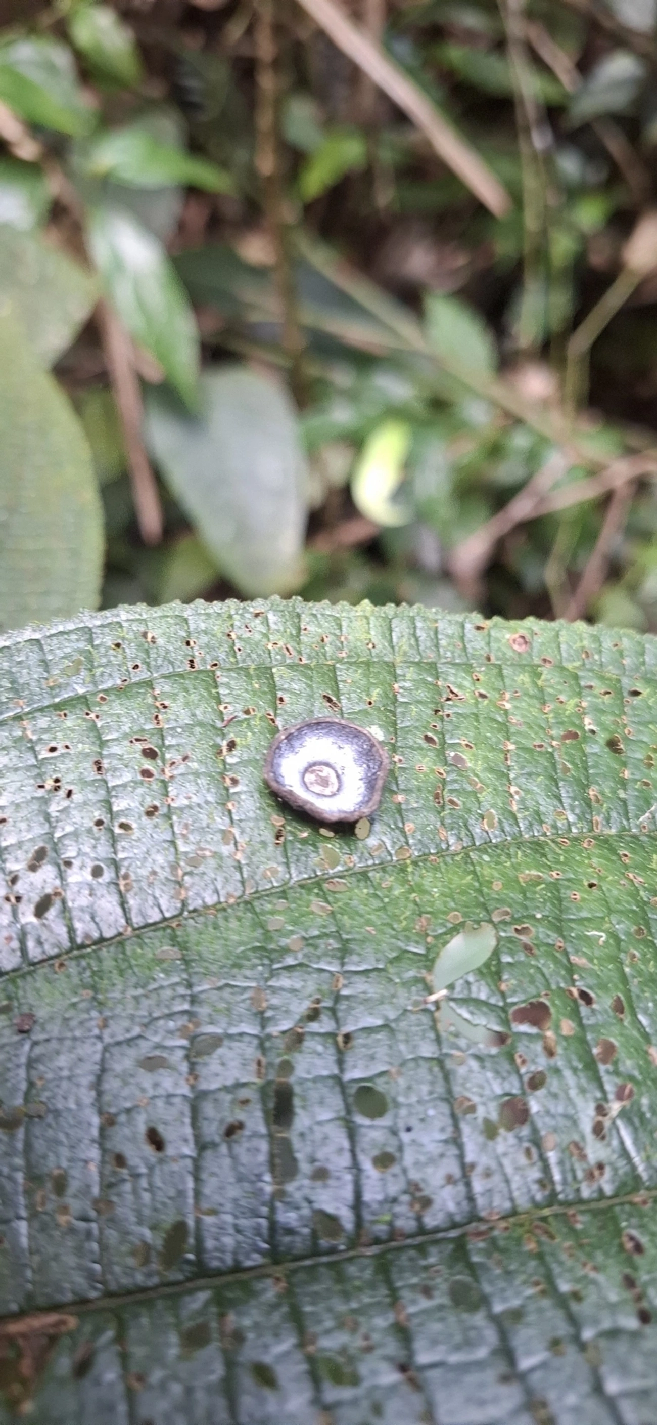 Cogumelos Lamelados (Agaricales), fungos, fotografado em Enxovas, Ilhabela