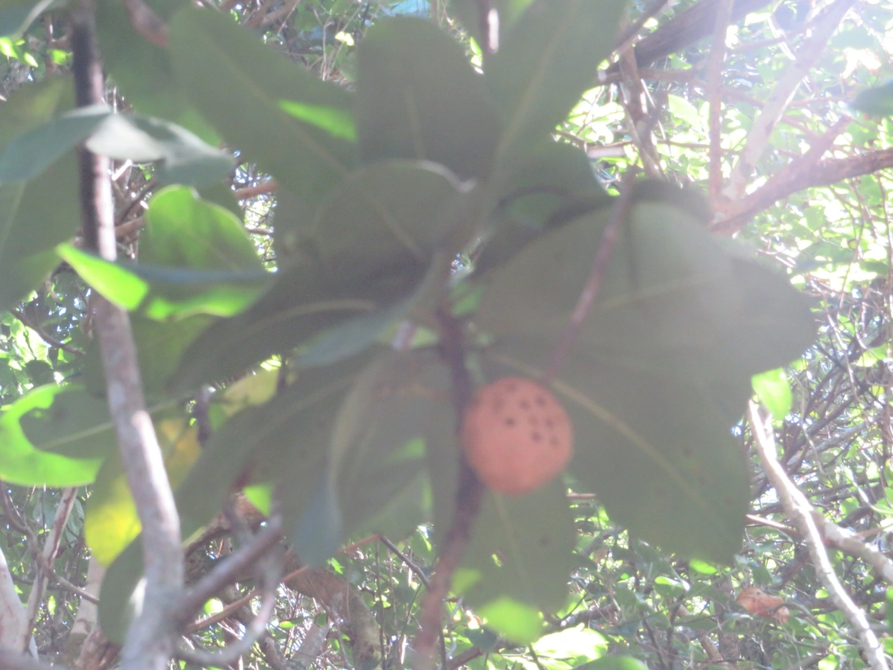 Aculeata, insetos, fotografado em Maresias, São Sebastião