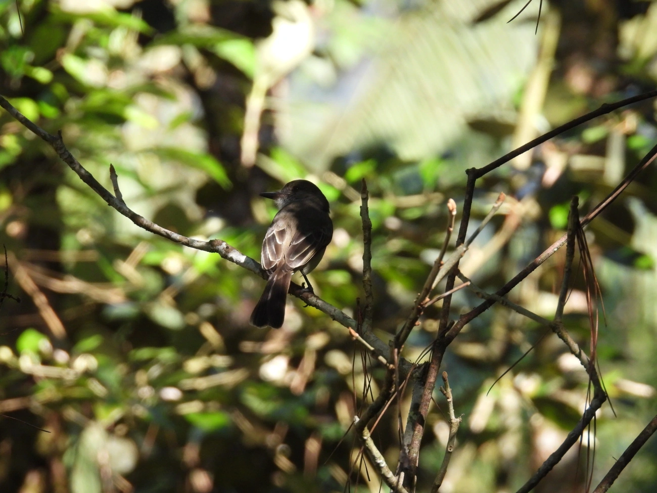 Marias-Cavaleiras e Afins (Myiarchus), aves, fotografado em Resende