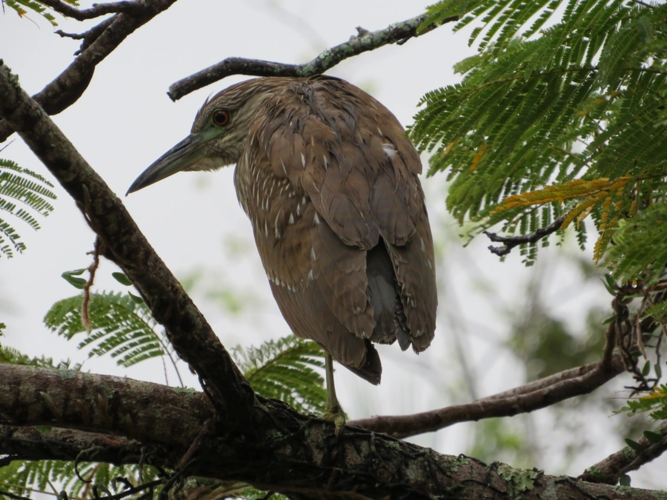 Socó-dorminhoco (Nycticorax nycticorax), aves, fotografado em Centro, São Sebastião
