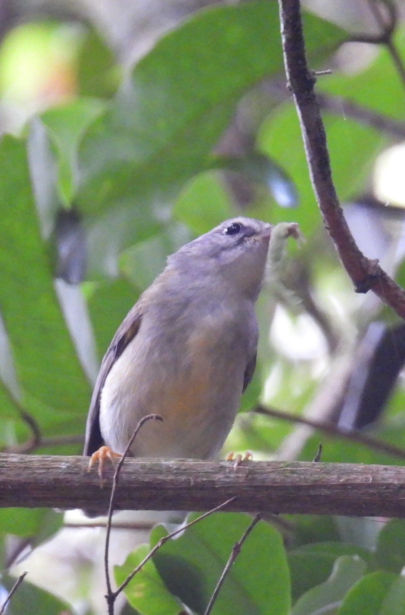 Pula-Pula (Basileuterus culicivorus), aves, fotografado em Cabreúva