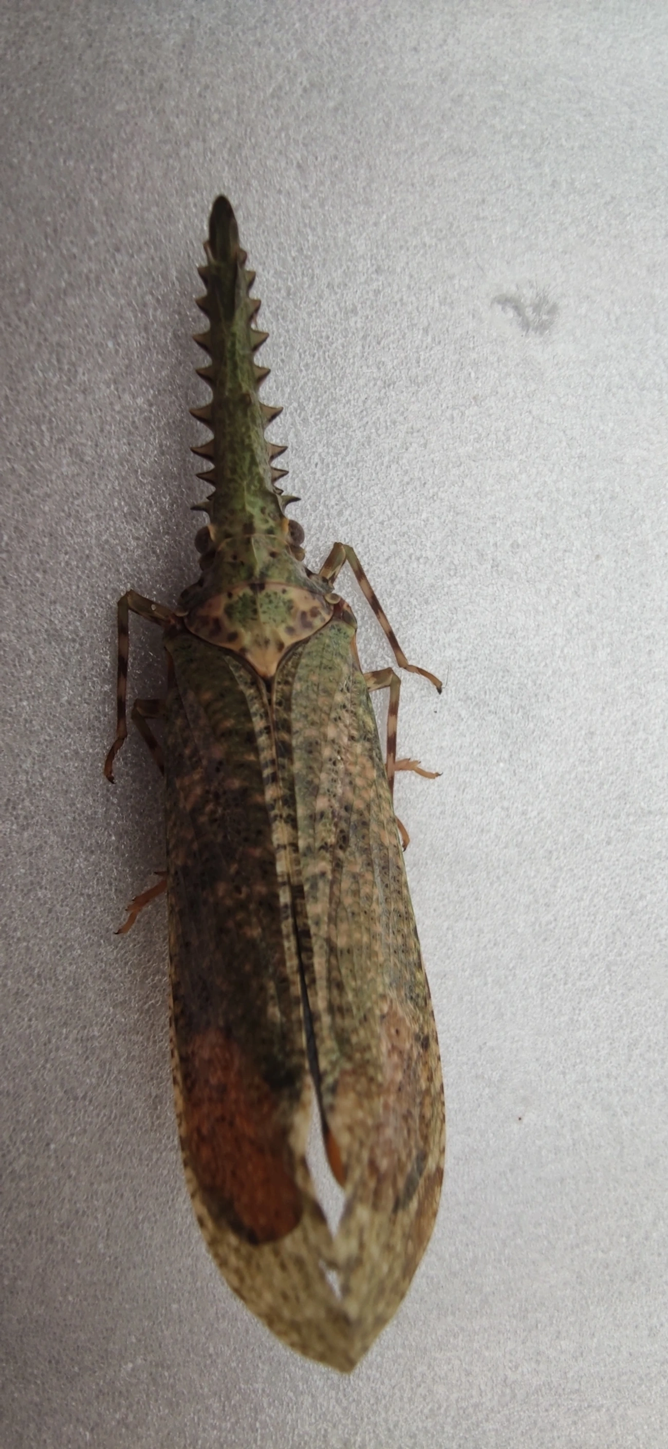 Cigarrão-de-nariz-serrilhado (Cathedra serrata), insetos, fotografado em Maresias, São Sebastião