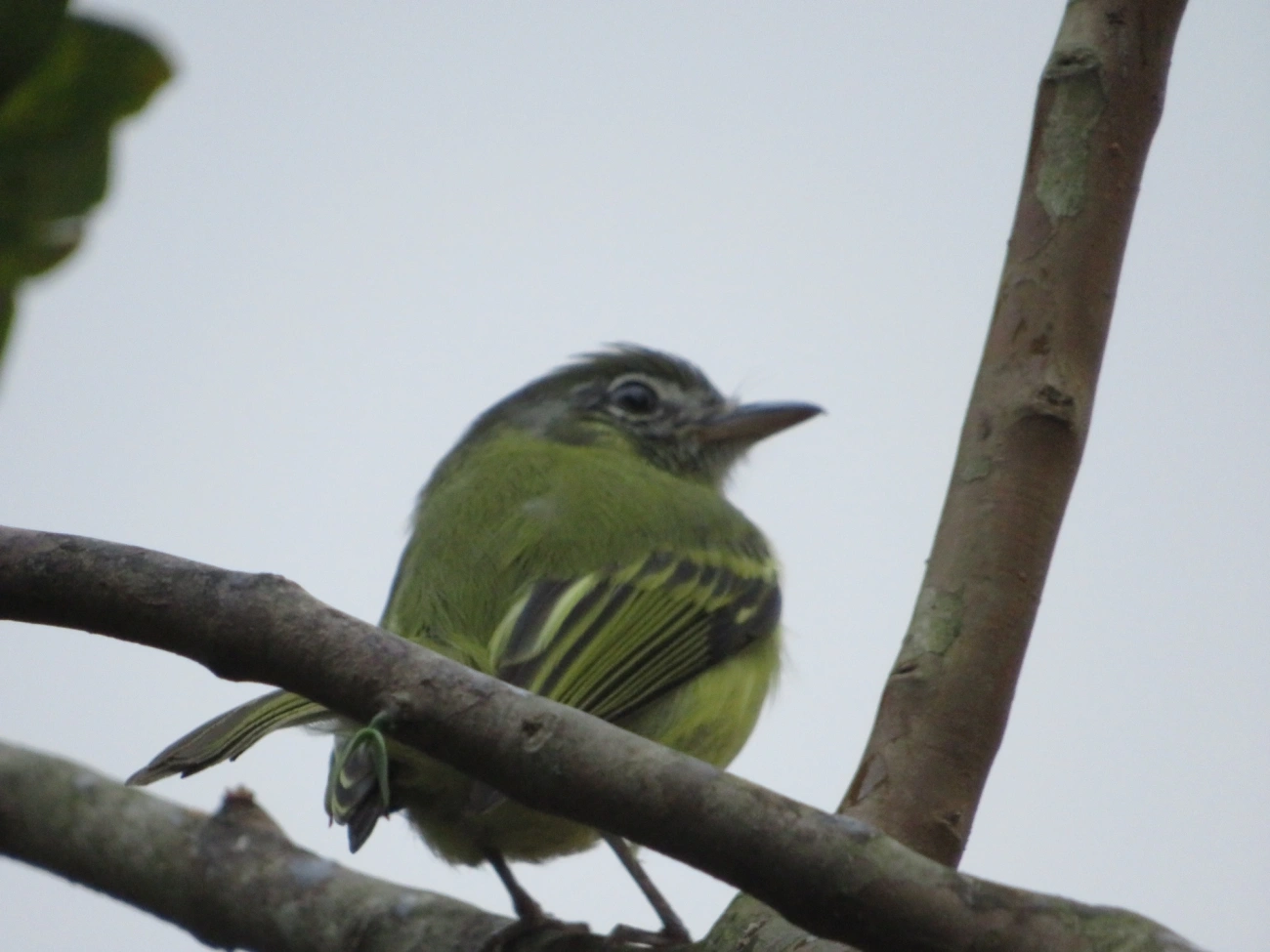 Bico-chato-de-orelha-preta (Tolmomyias sulphurescens), aves, fotografado em Maresias, São Sebastião