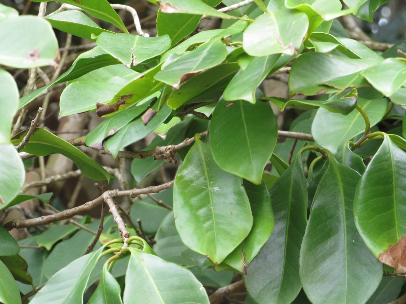 Goiabas (Psidium), plantas, fotografado em Maresias, São Sebastião