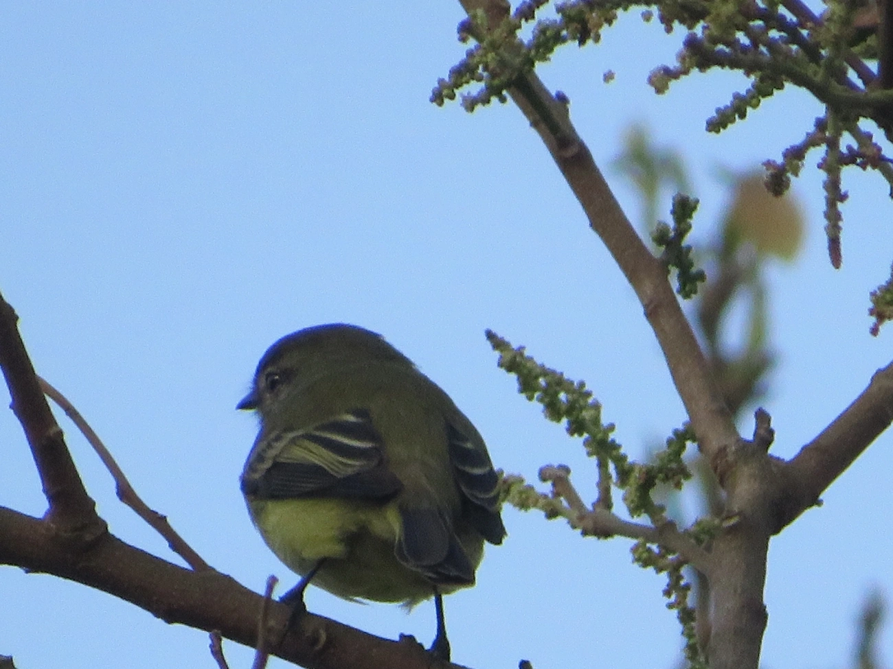 Piolhinho (Phyllomyias fasciatus), aves, fotografado em Maresias, São Sebastião