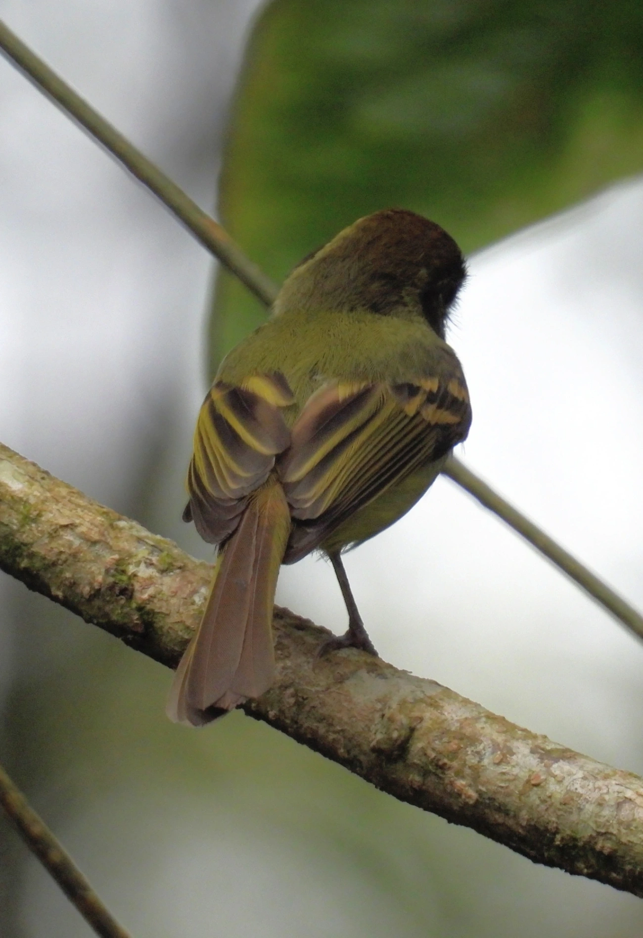 Cabeçudo (Leptopogon amaurocephalus), aves, fotografado em Maresias, São Sebastião
