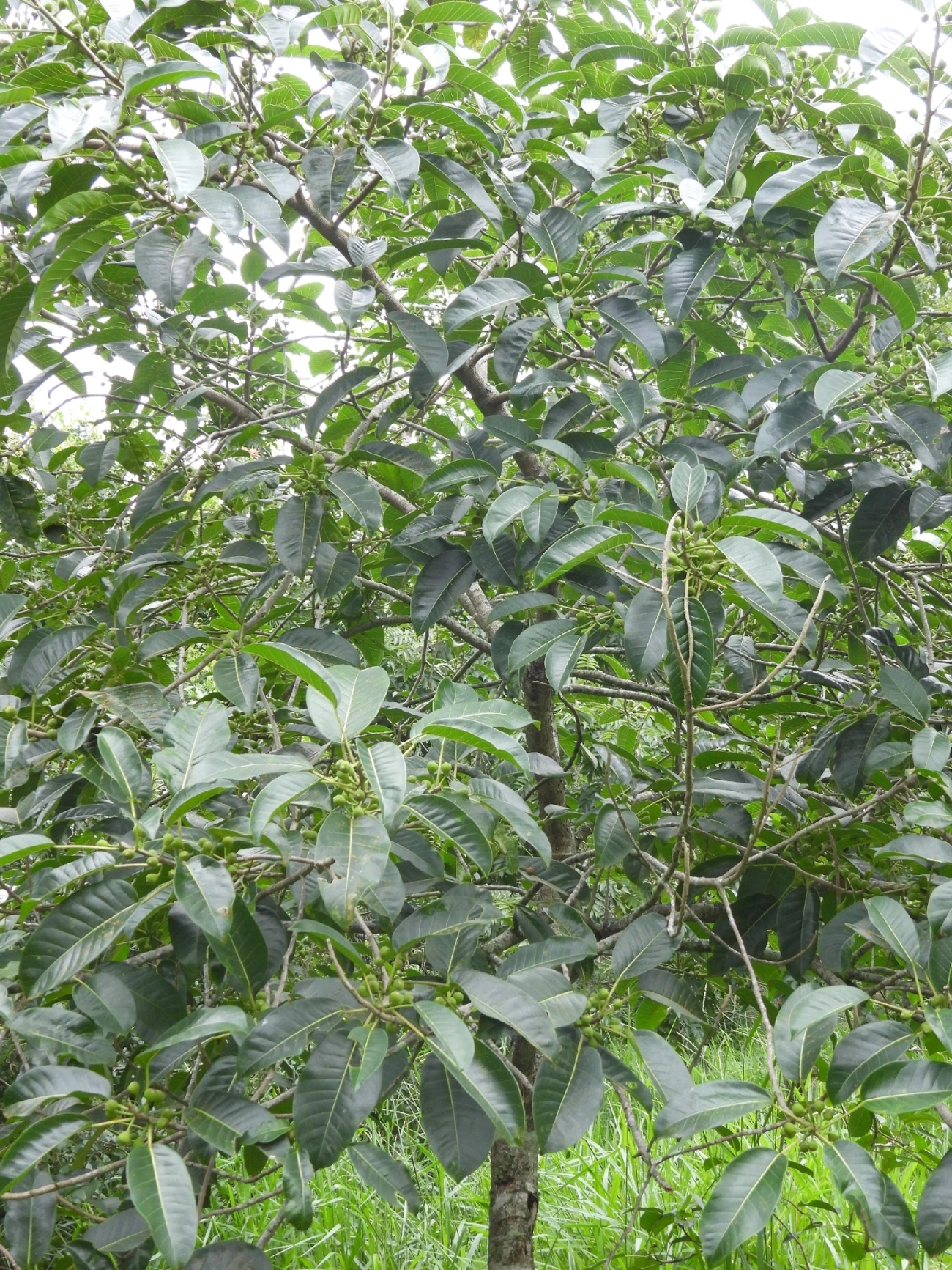 Figueiras (Ficus), plantas, fotografado em Indaiá, Caraguatatuba