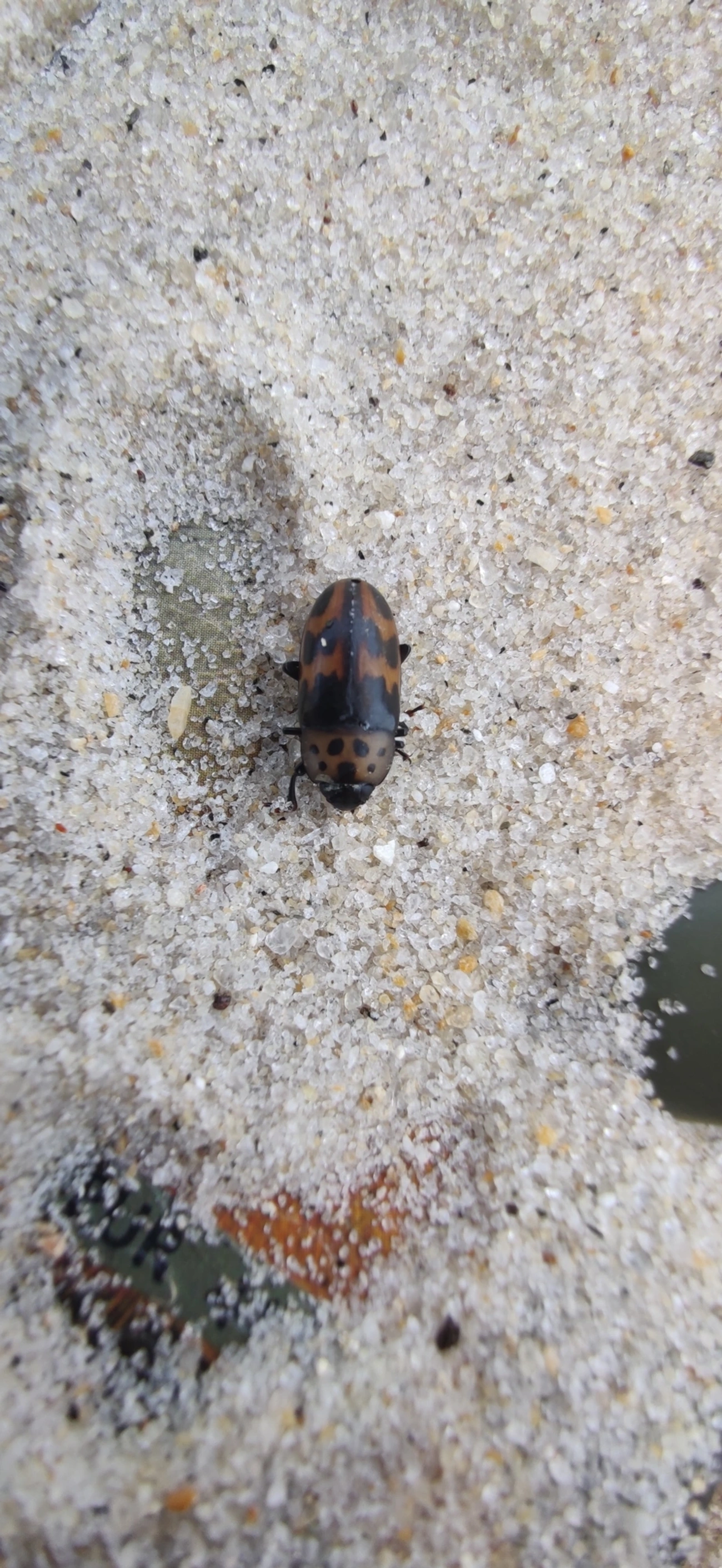 Pselaphacus puncticollis, insetos, fotografado em São Sebastião