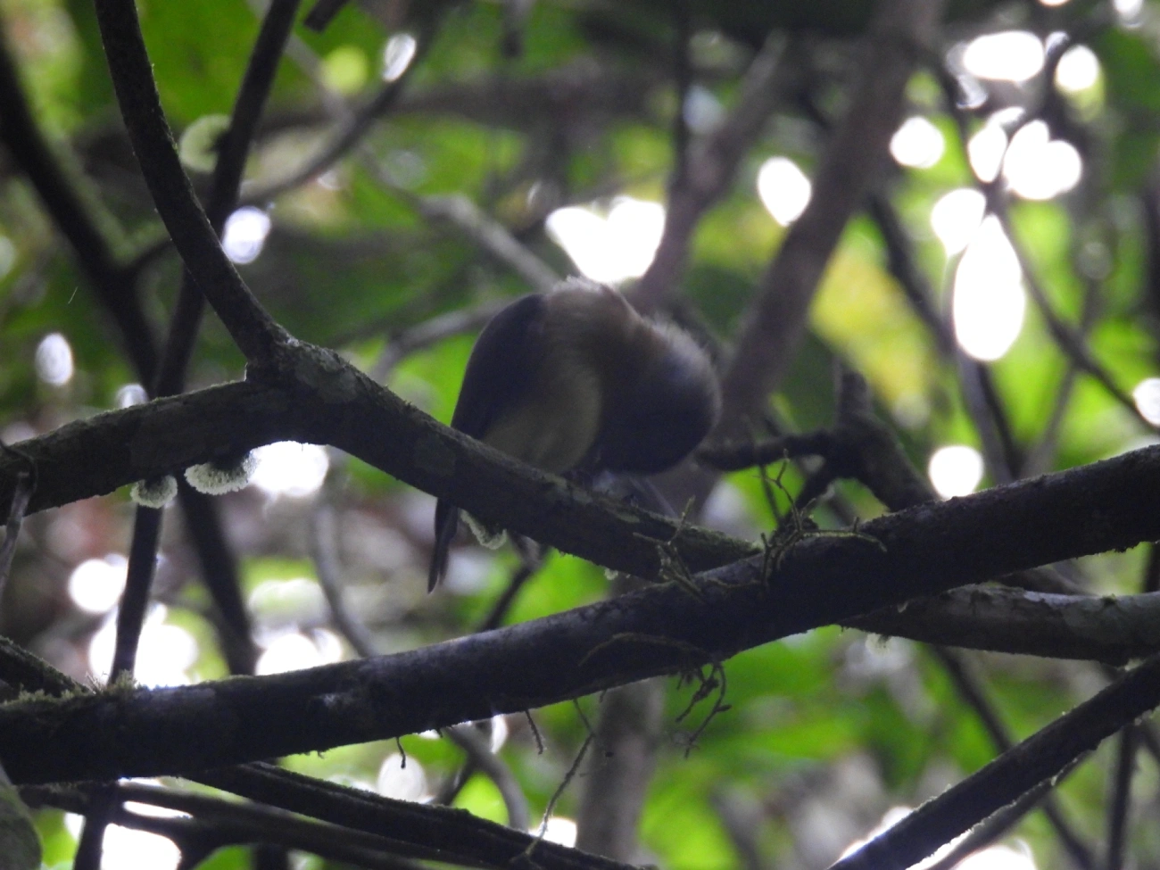 Assanhadinho (Myiobius barbatus), aves, fotografado em Boiçucanga, São Sebastião