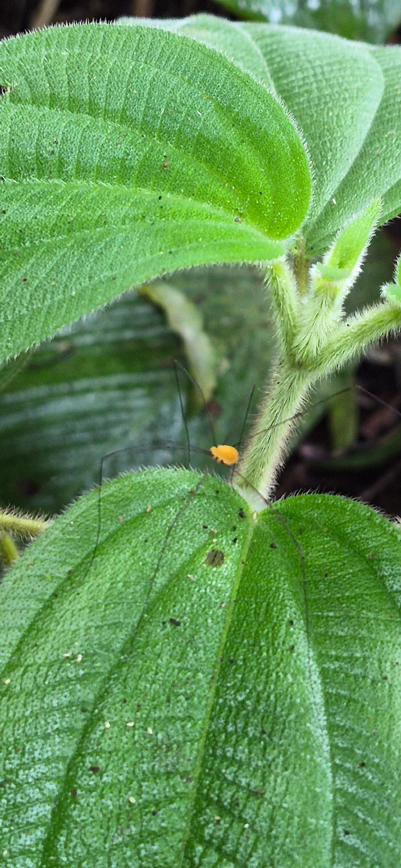 Opilião (Garleppa littoralis), aracnídeos, fotografado em Camburí, São Sebastião