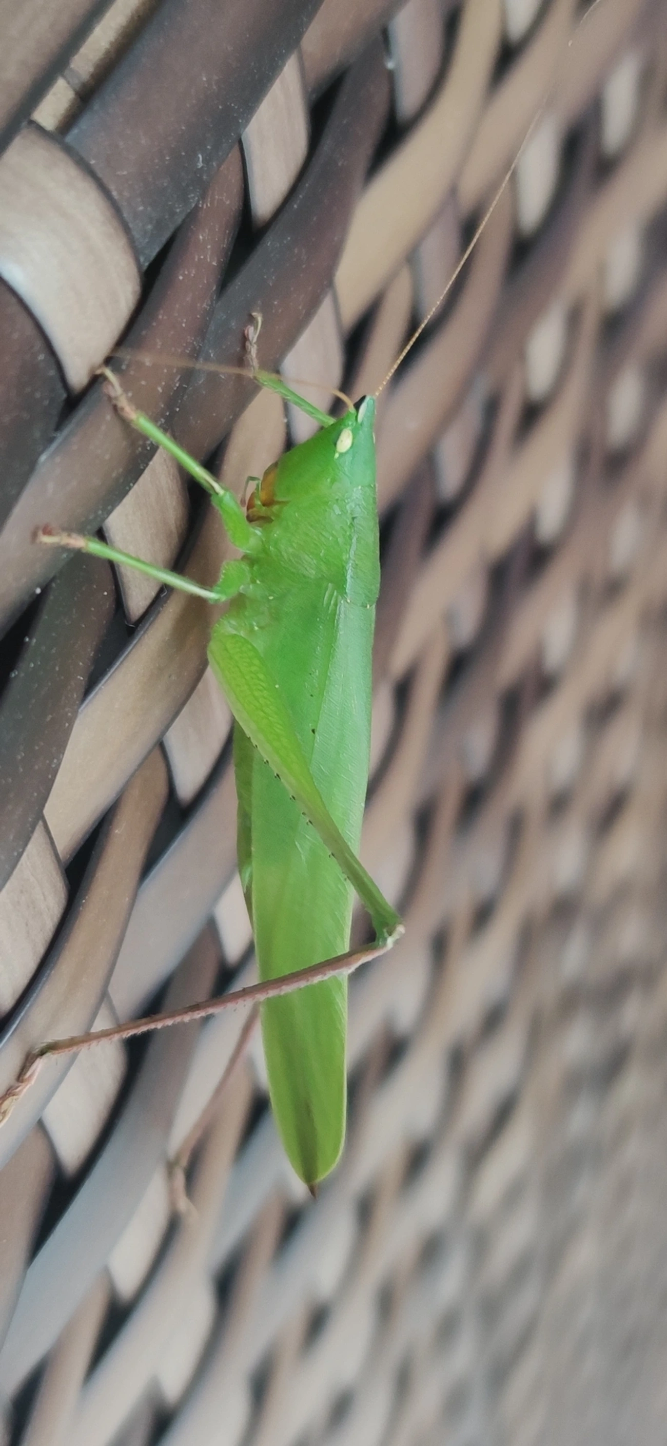 Neoconocephalus, insetos, fotografado em Maresias, São Sebastião