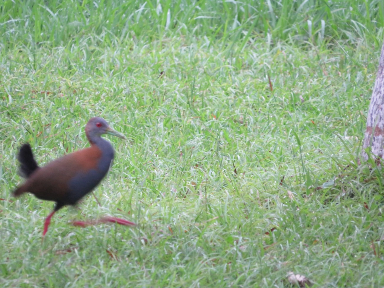 Saracura-do-mato (Aramides saracura), aves, fotografado em Maresias, São Sebastião