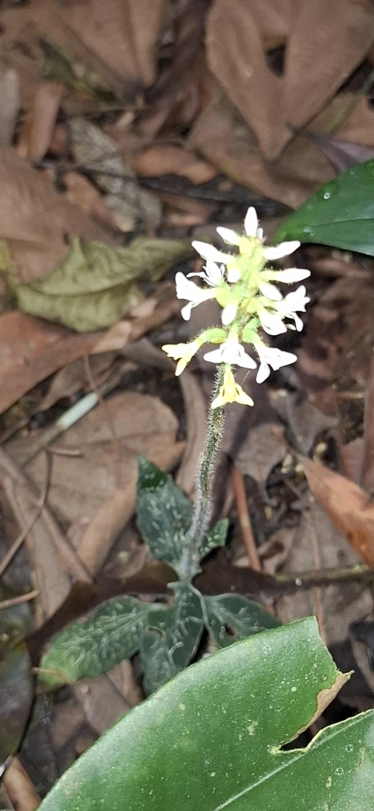 Plantas (Plantae), plantas, fotografado em Maresias, São Sebastião