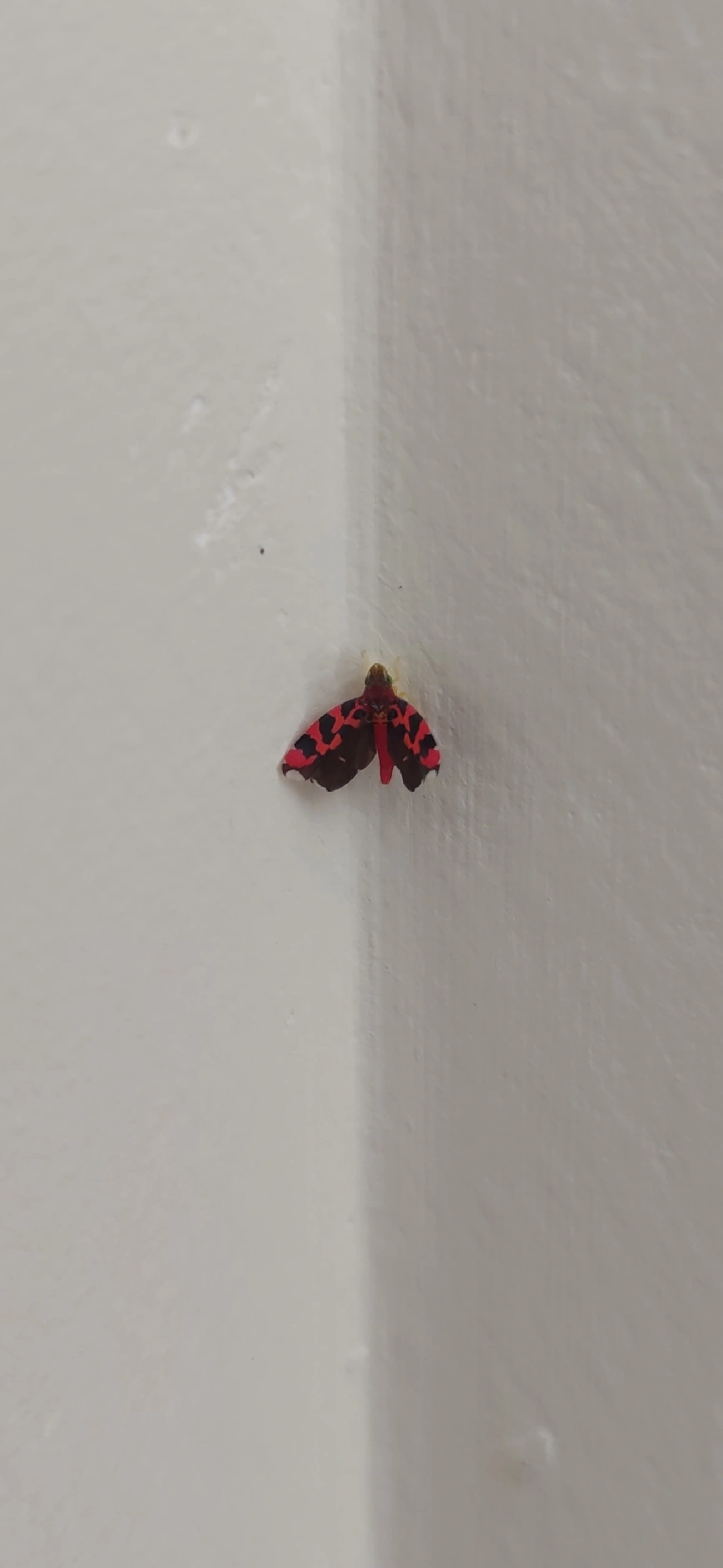 Cicadellini, insetos, fotografado em Maresias, São Sebastião