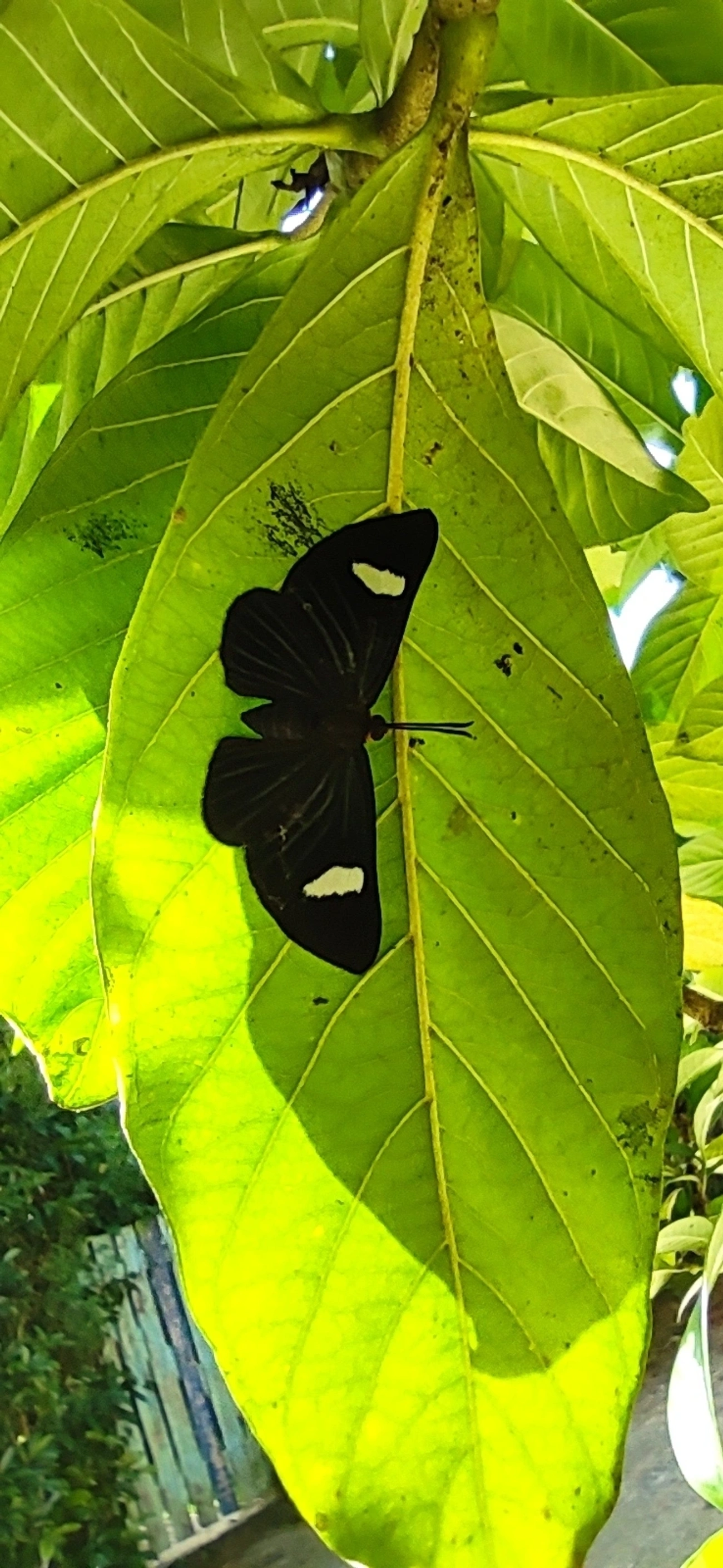 Pheles atricolor, insetos, fotografado em Maresias, São Sebastião