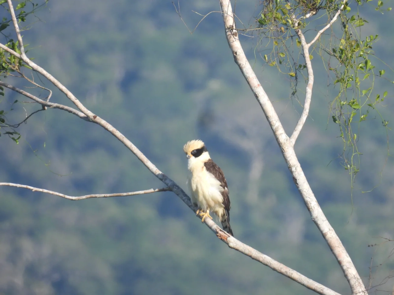 Acauã (Herpetotheres cachinnans), aves, fotografado em Maresias, São Sebastião