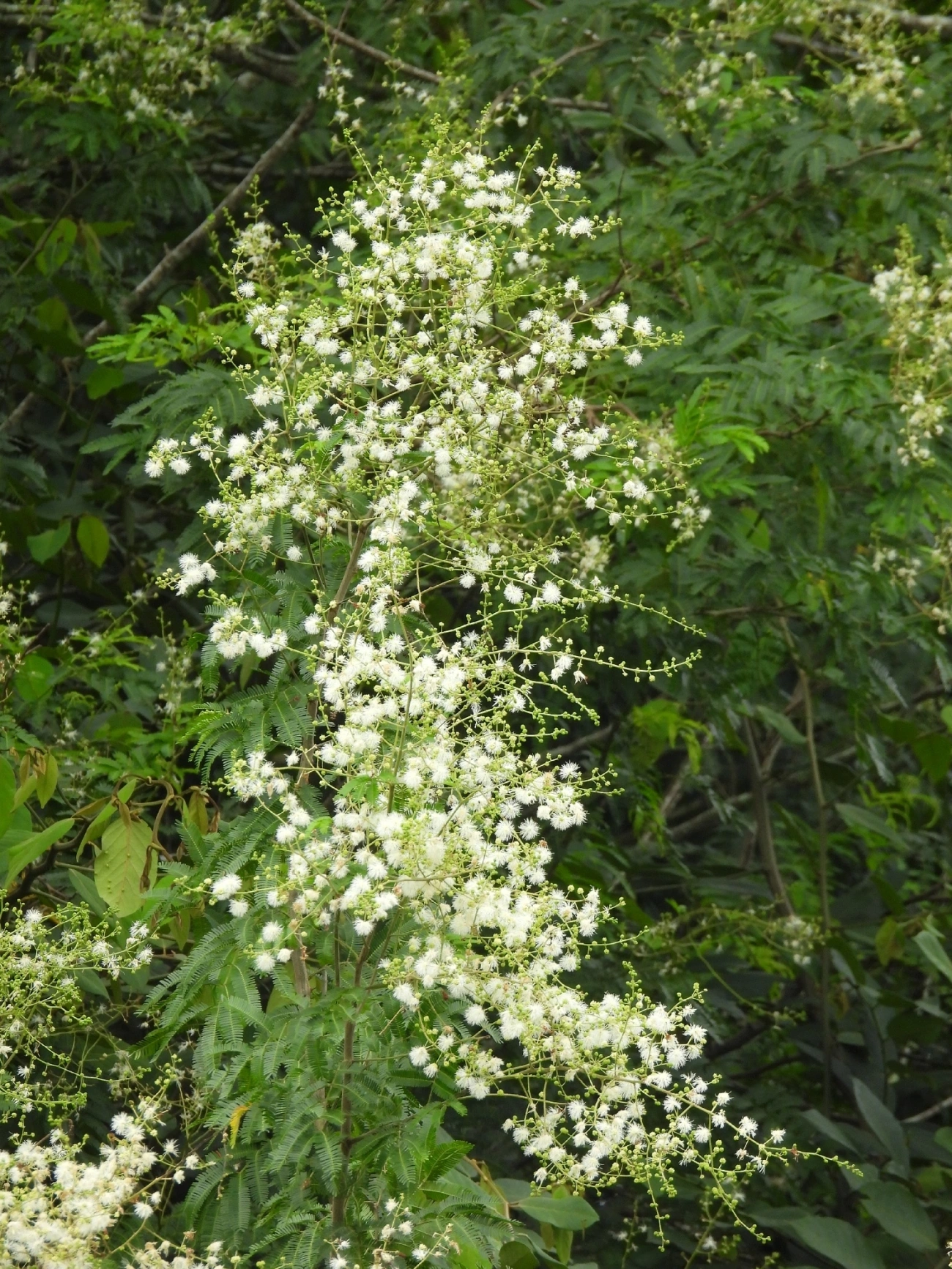 Maricá (Mimosa bimucronata), plantas, fotografado em Indaiá, Caraguatatuba