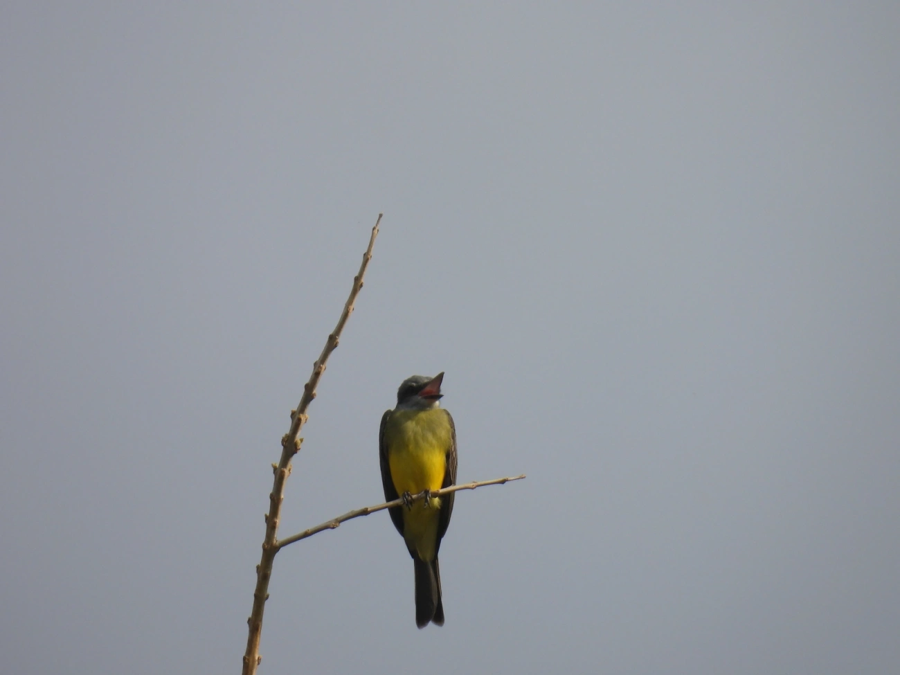 Suiriri (Tyrannus melancholicus), aves, fotografado em Maresias, São Sebastião