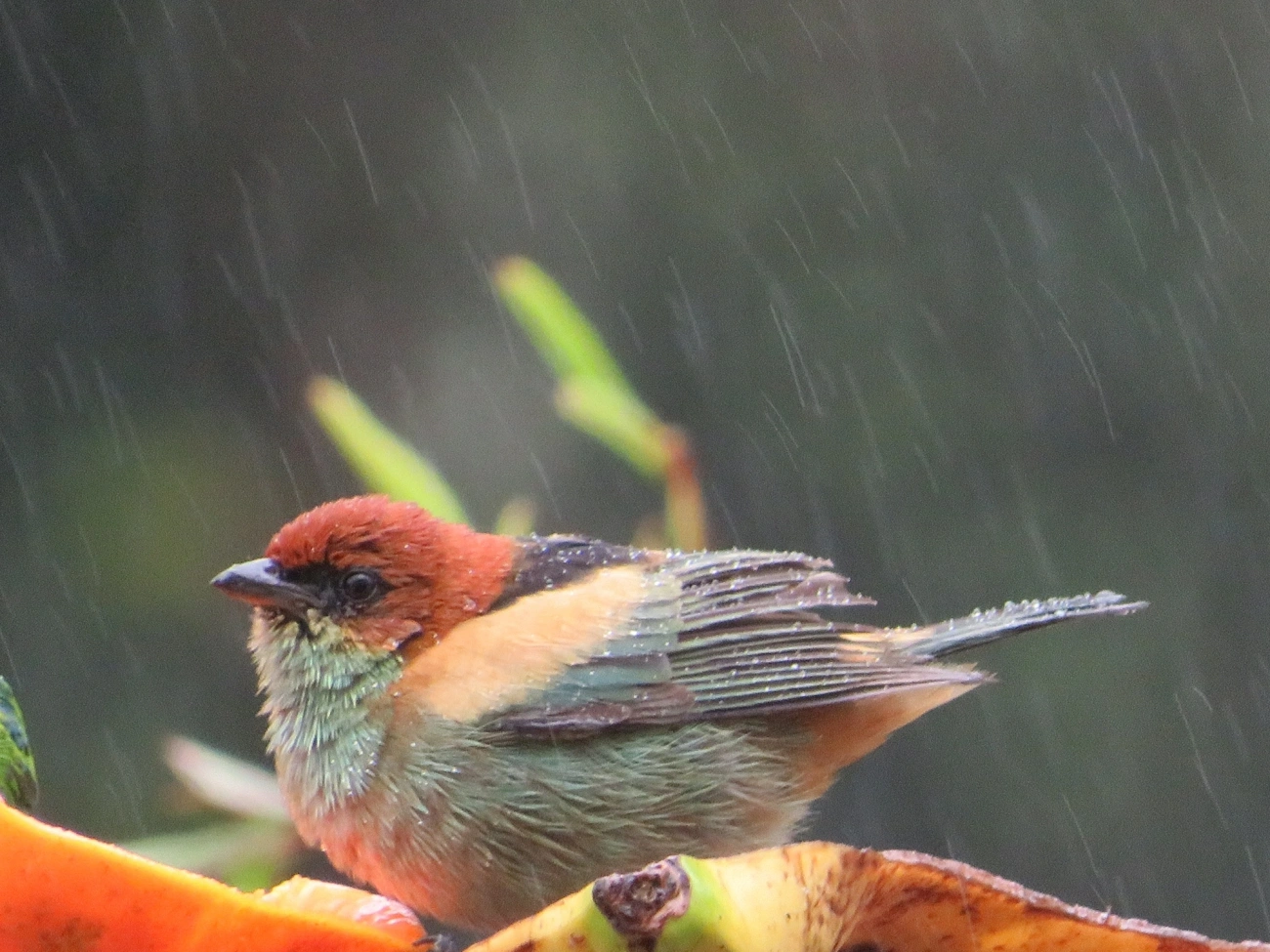 Saíra-sapucaia (Stilpnia peruviana), aves, fotografado em São Paulo