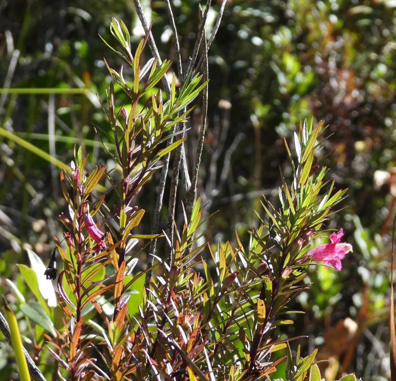 Esterhazya, plantas, fotografado em Engenheiro Passos