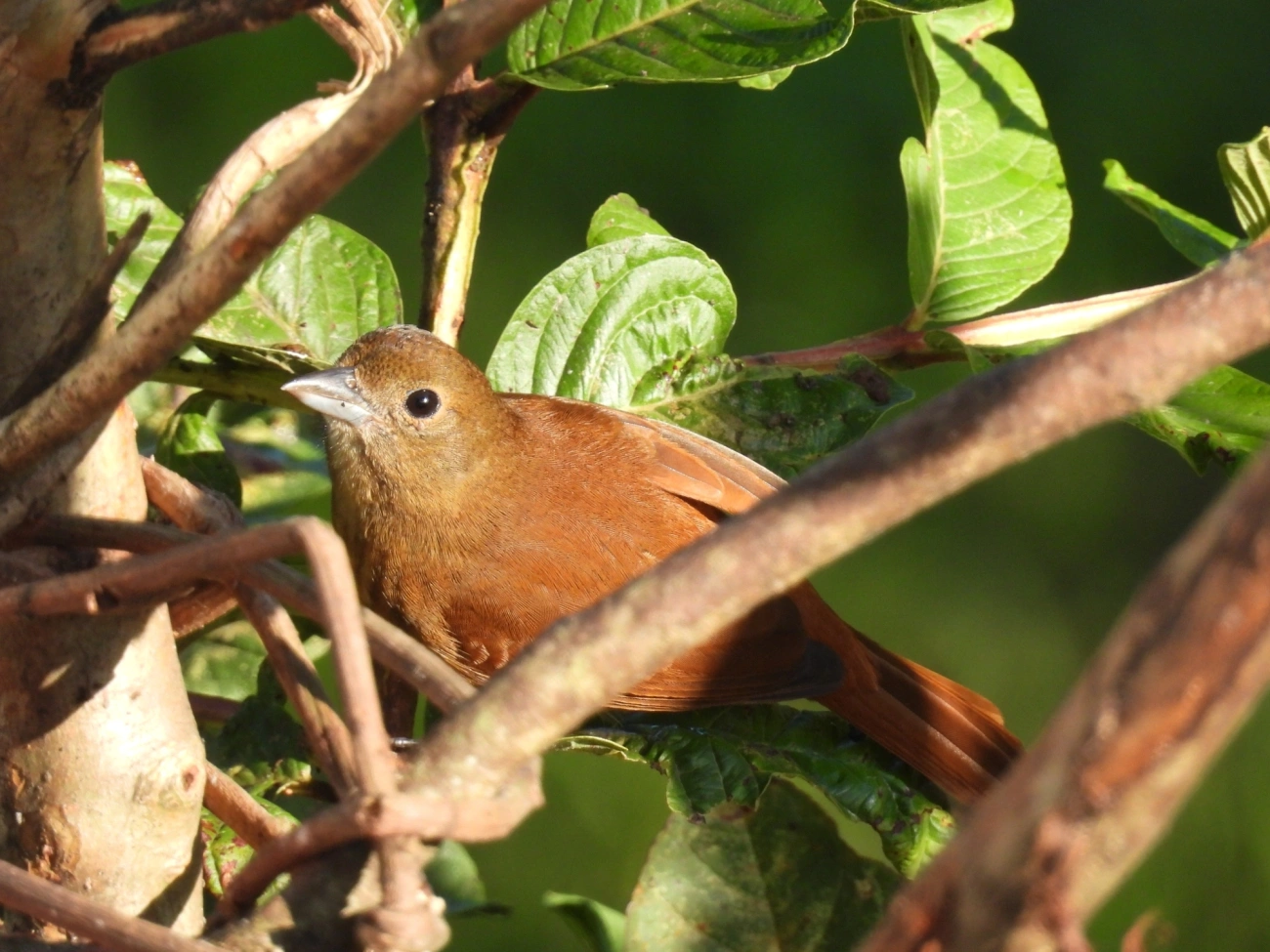 Tiê-preto (Tachyphonus coronatus), aves, fotografado em Maresias, São Sebastião