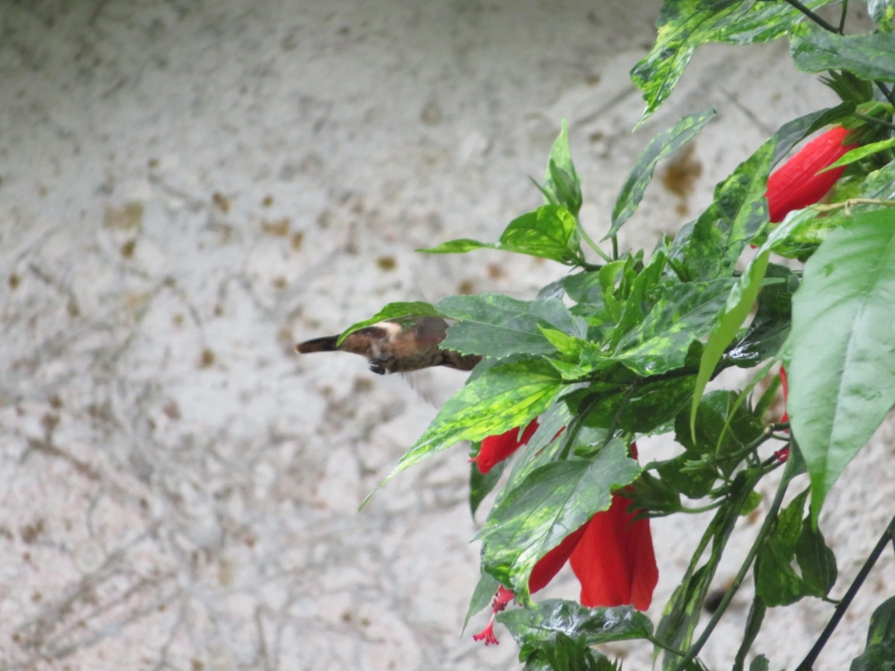 Topetinho-vermelho (Lophornis magnificus), aves, fotografado em Maresias, São Sebastião