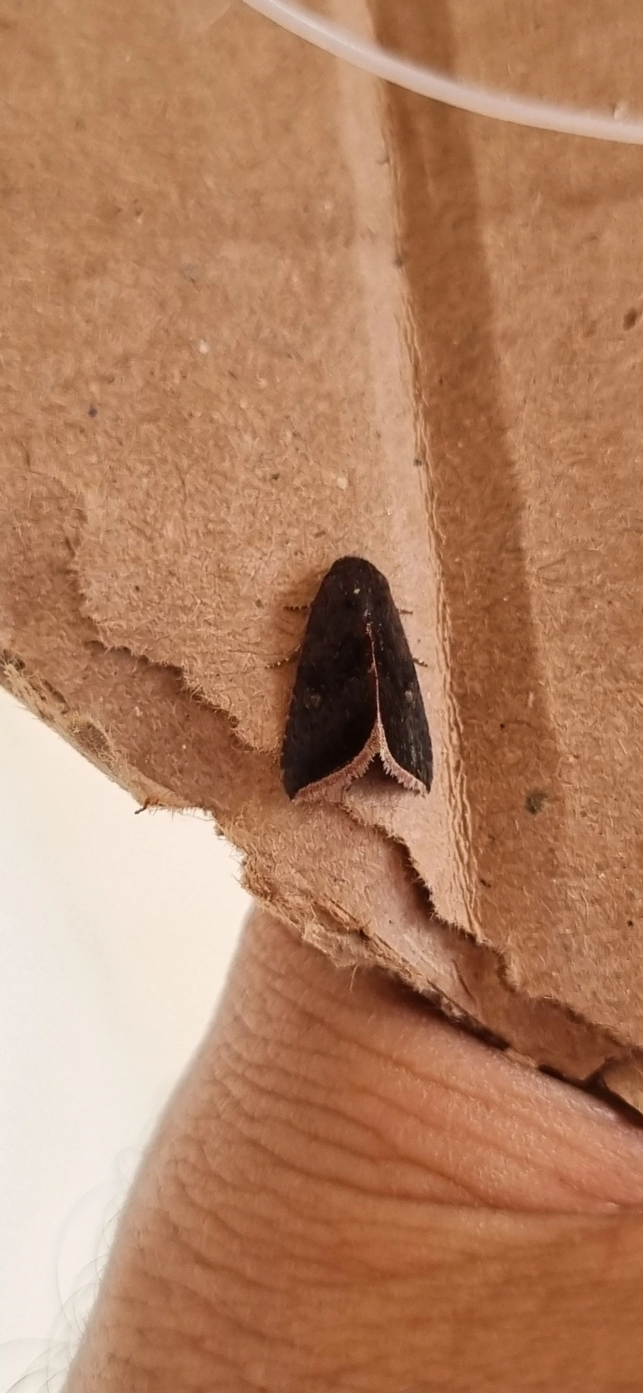 Micrathetis canifimbria, insetos, fotografado em Maresias, São Sebastião