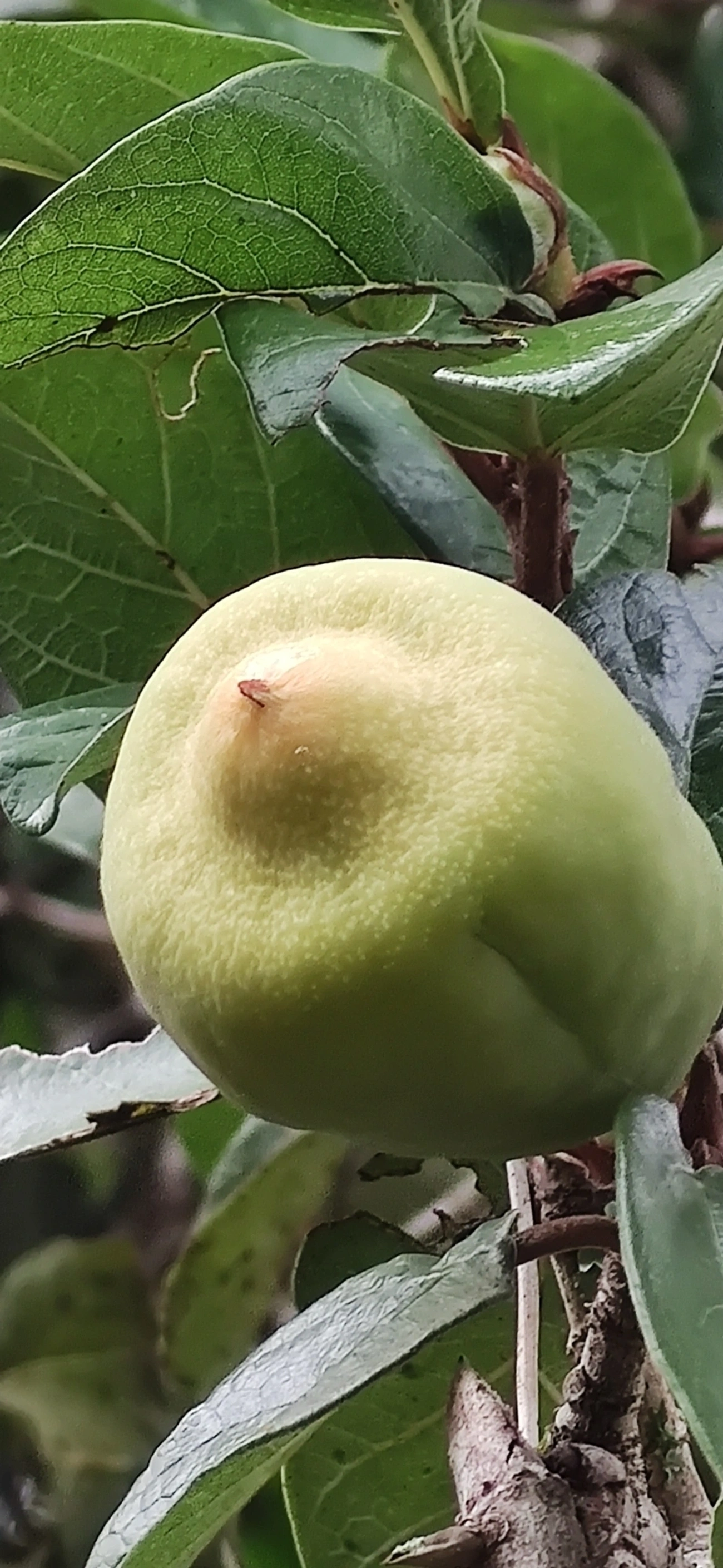 Figueira-trepadeira (Ficus pumila), plantas, fotografado em Maresias, São Sebastião